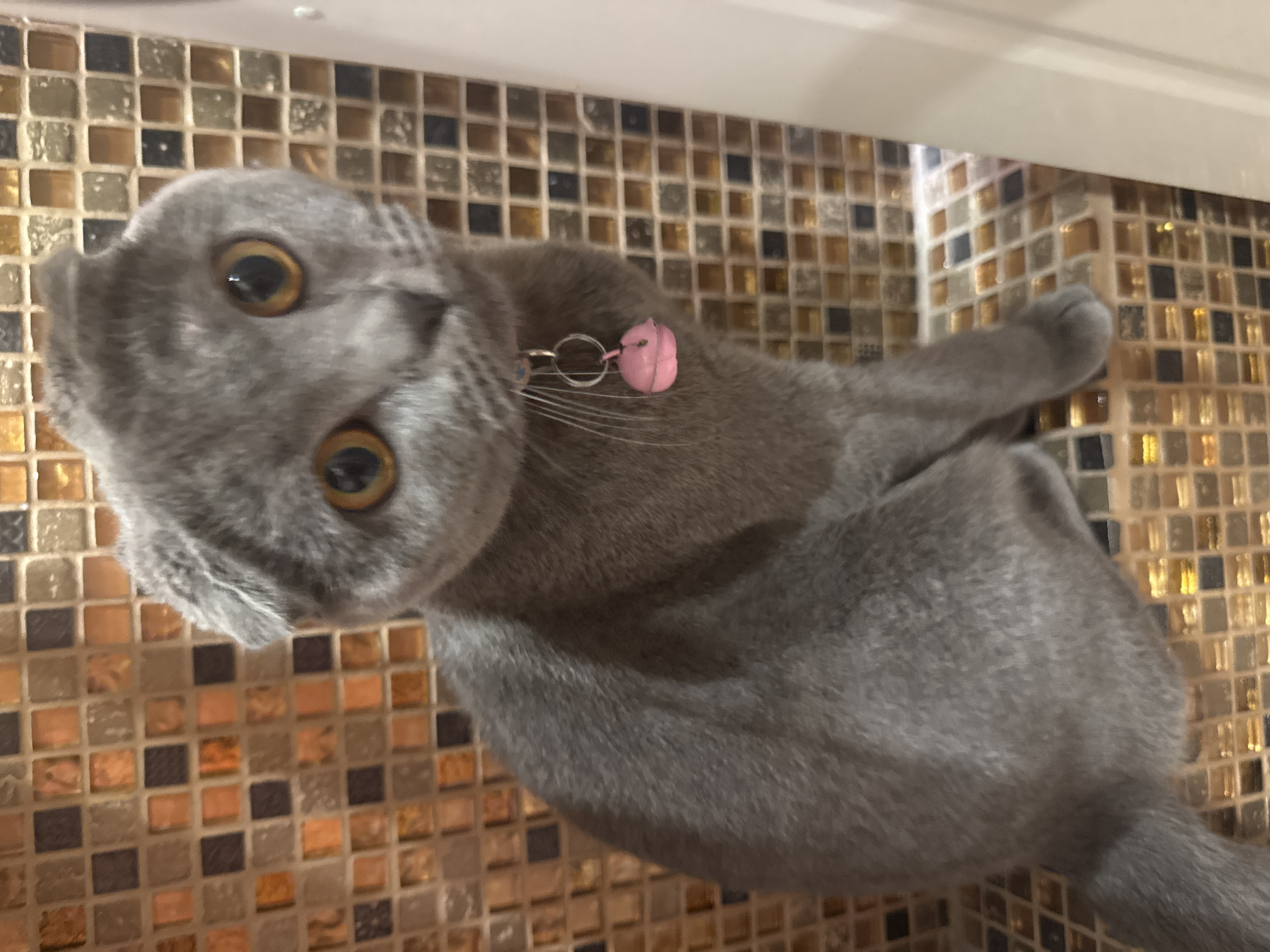 Two Scottish Fold cats and a mirror selfie in a Mykolaiv bathroom.