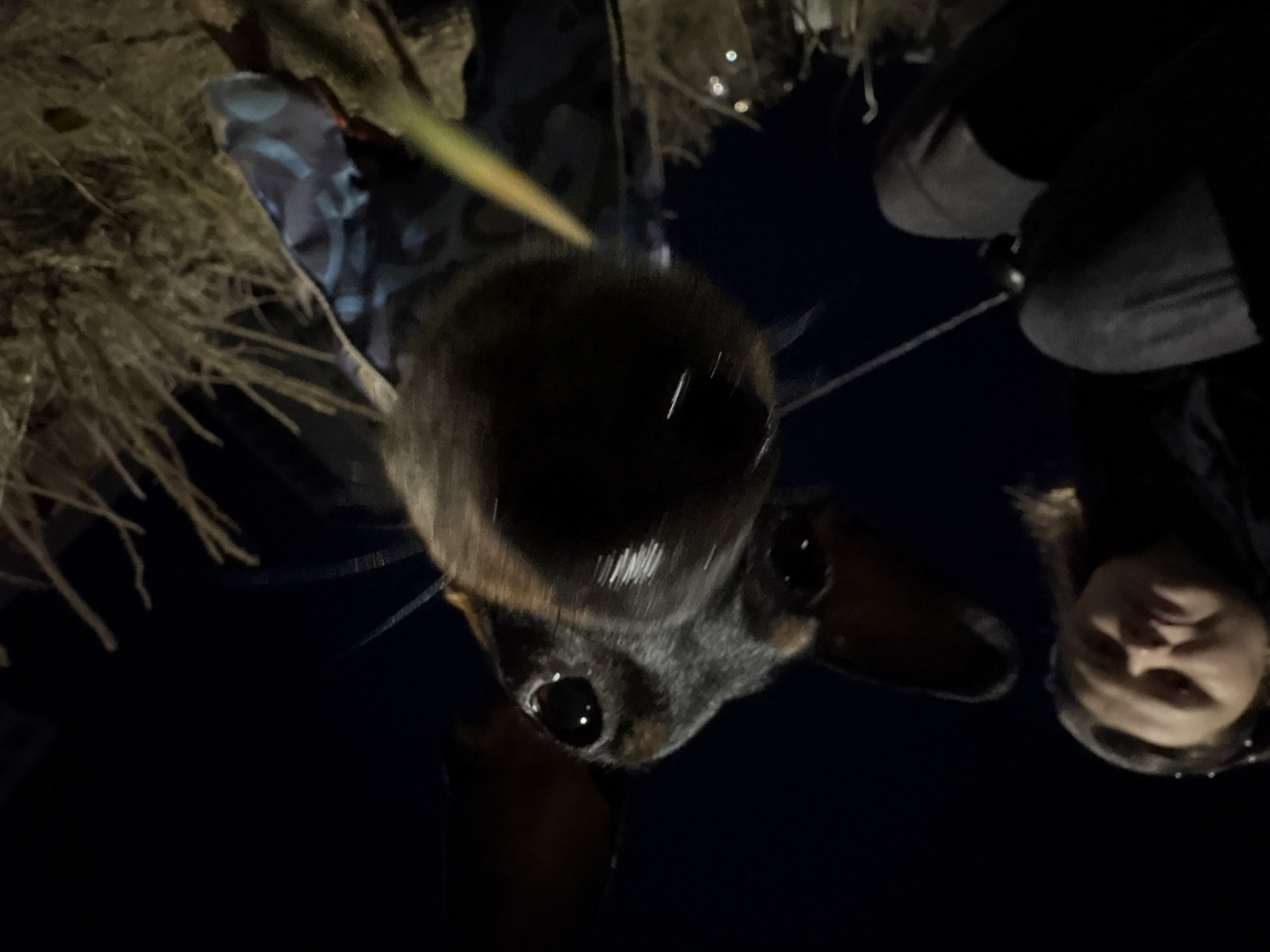 Family walks dachshund in cold Chaikovsky evening