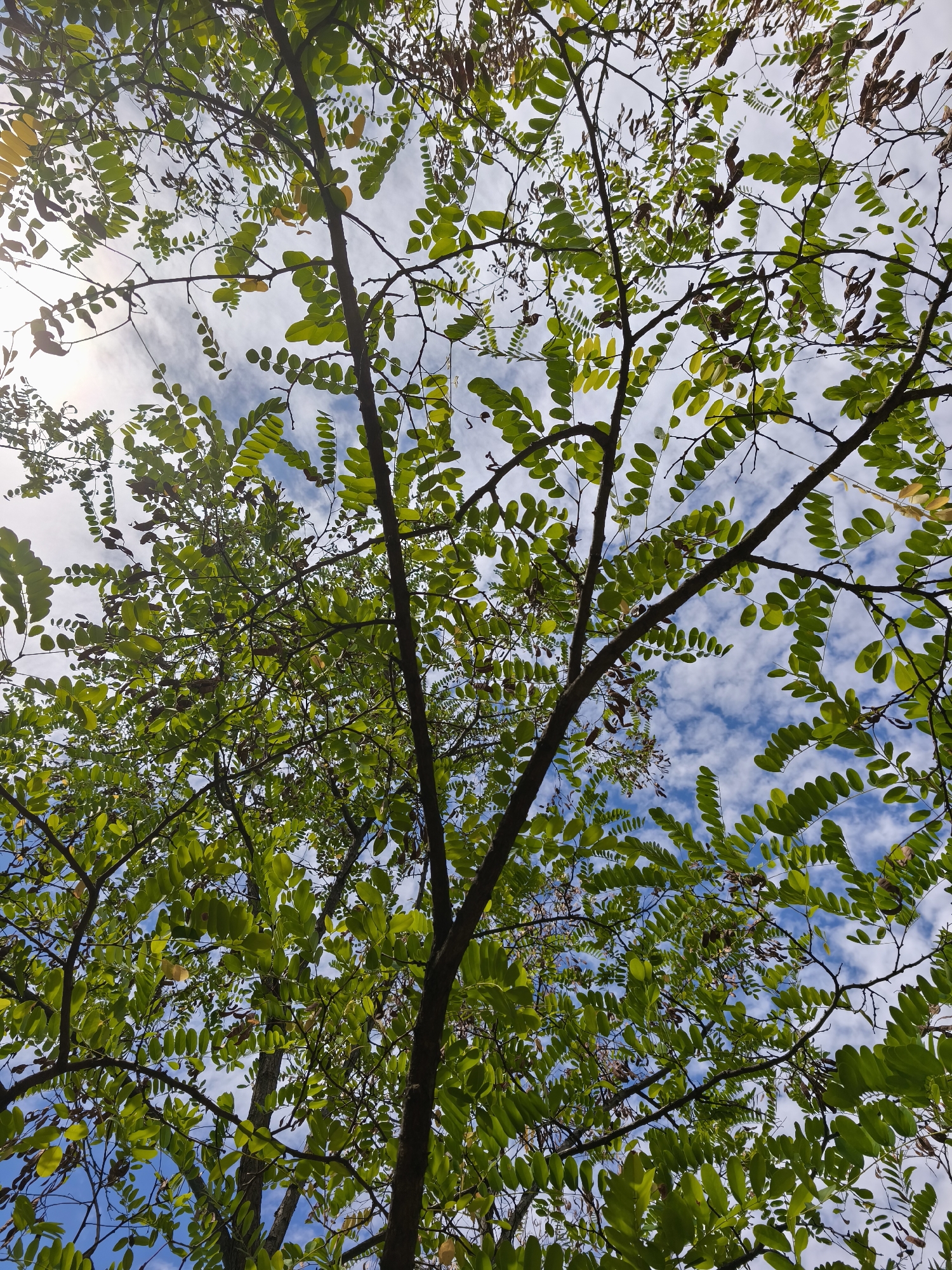 Forest walk in Fontaine with close-up botanical details