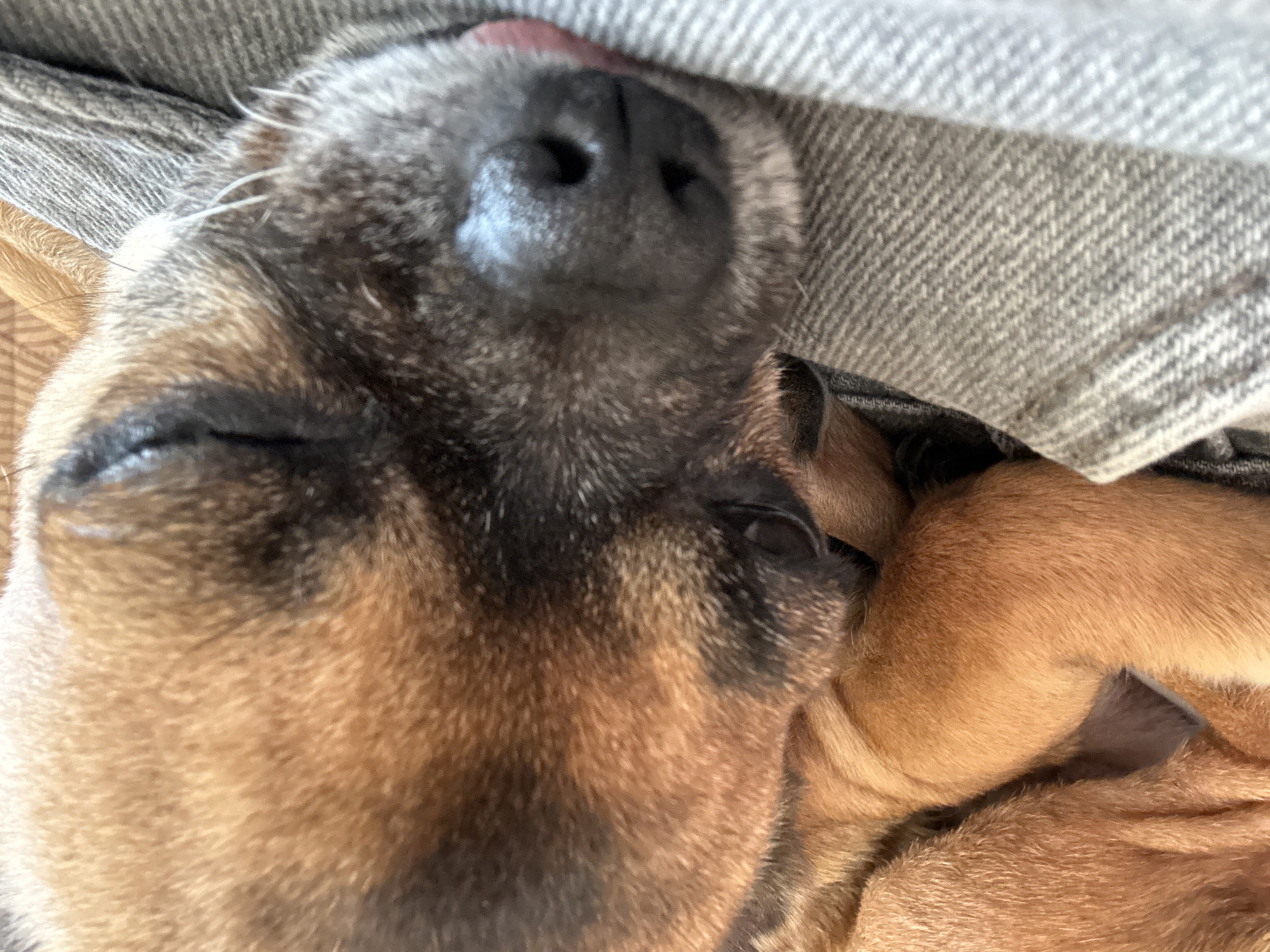 Puppy photographed napping in Anton, Bulgaria home