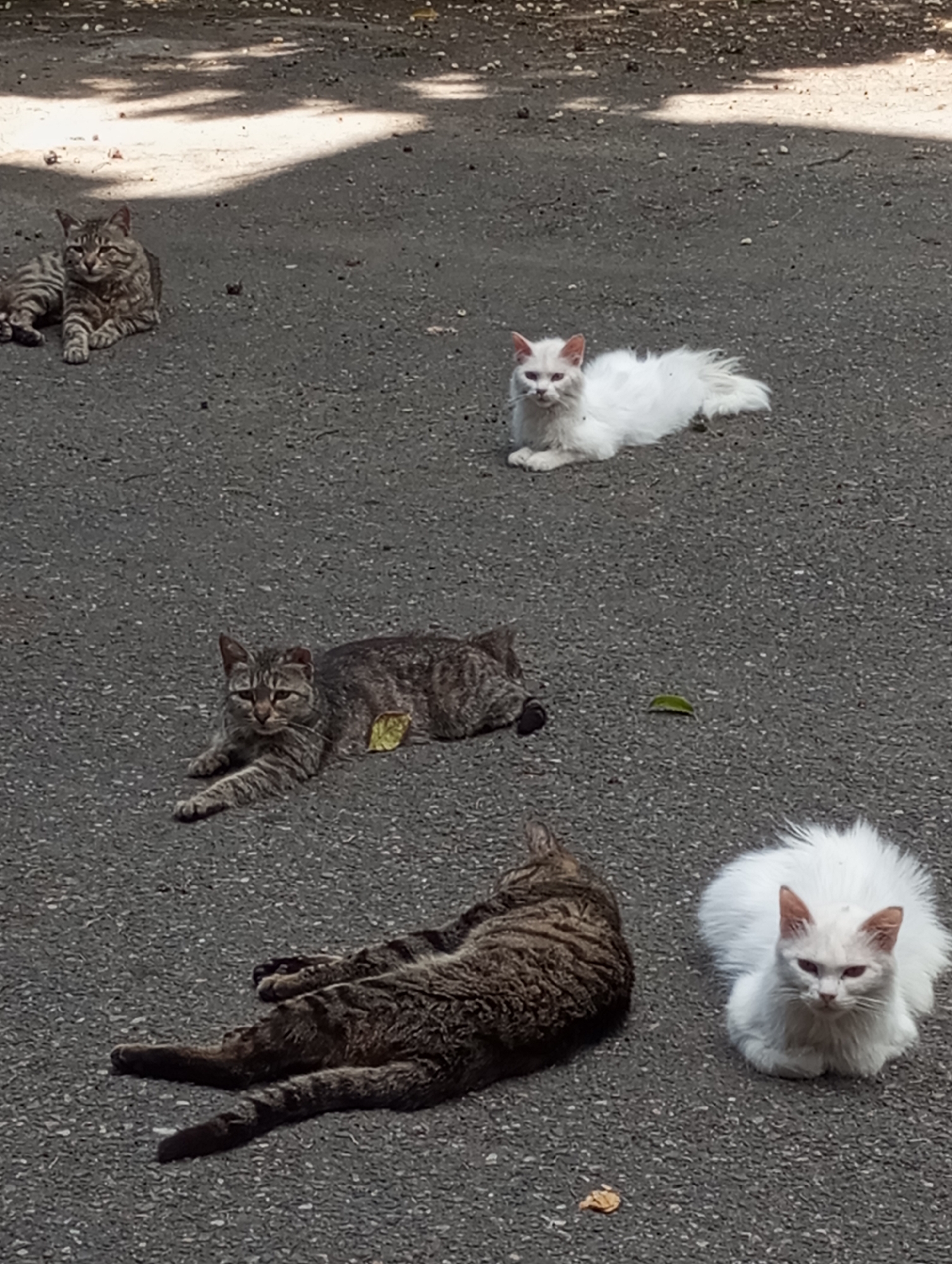 Cats, statues, and street scenes across a Tbilisi morning