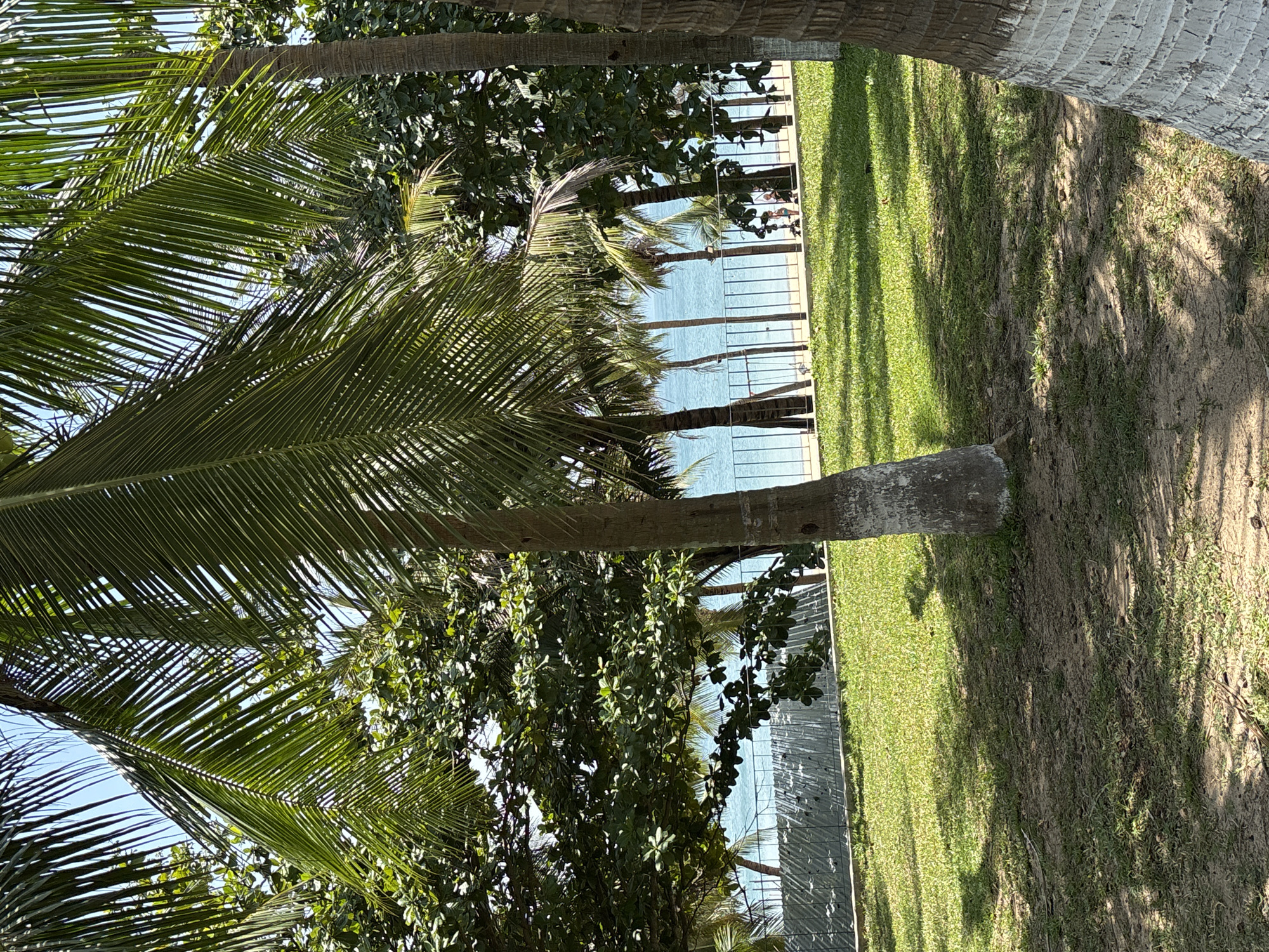 Palm tree landscape observed in Đà Nẵng, Vietnam