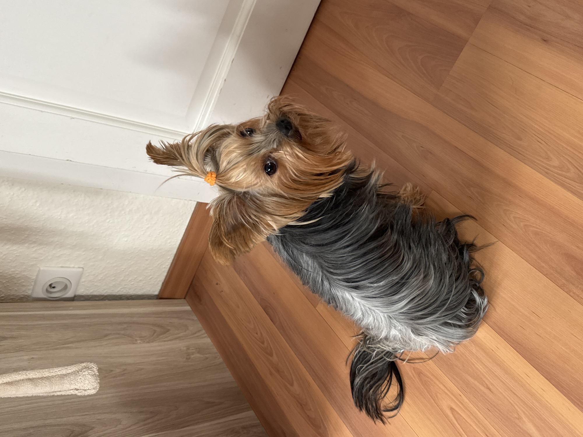 Yorkshire Terrier with orange hair tie filmed indoors in France