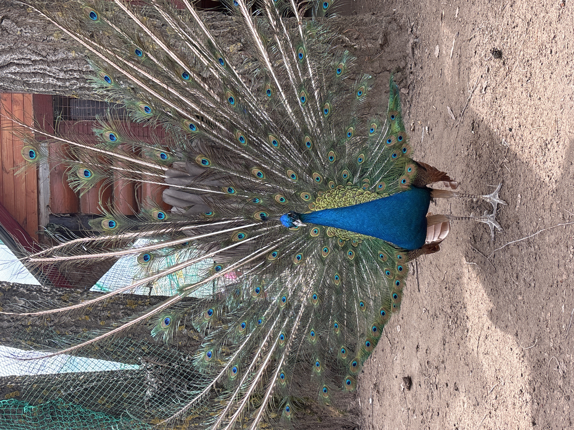 Peacock displays full plumage in Chaikovsky, Russia