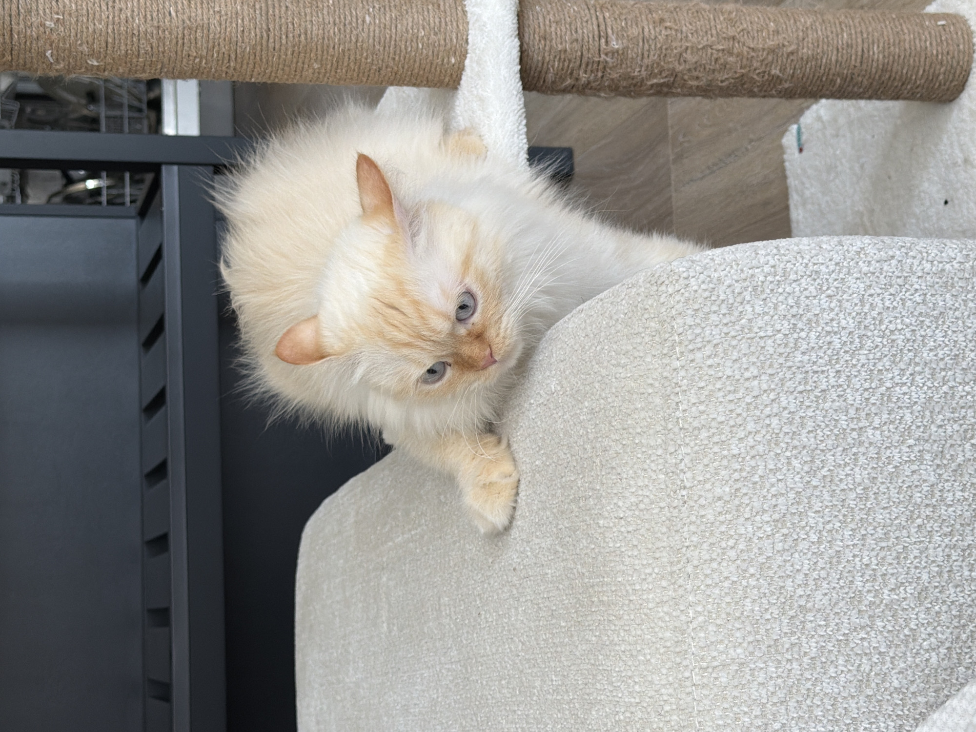 Blue-eyed cream cat at home in Çekmeköy