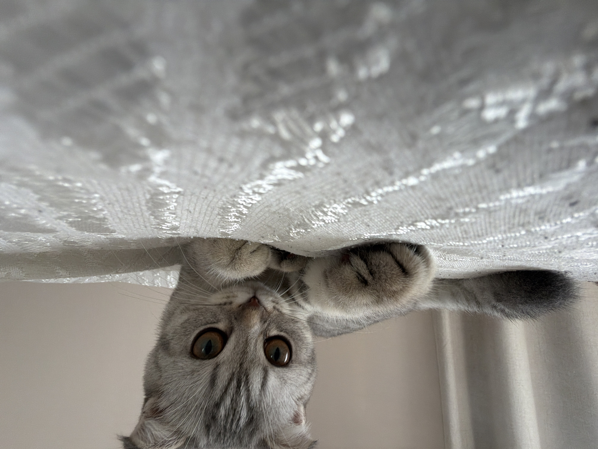 Curious cat spotted peeking upside down under textile in Plovdiv