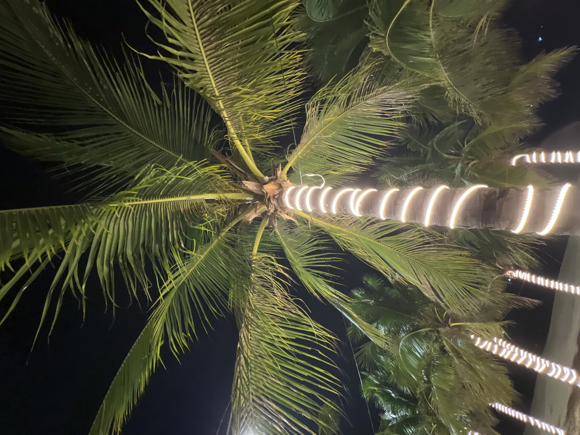 Nha Trang beachfront at night: lights, palms, and public sculptures
