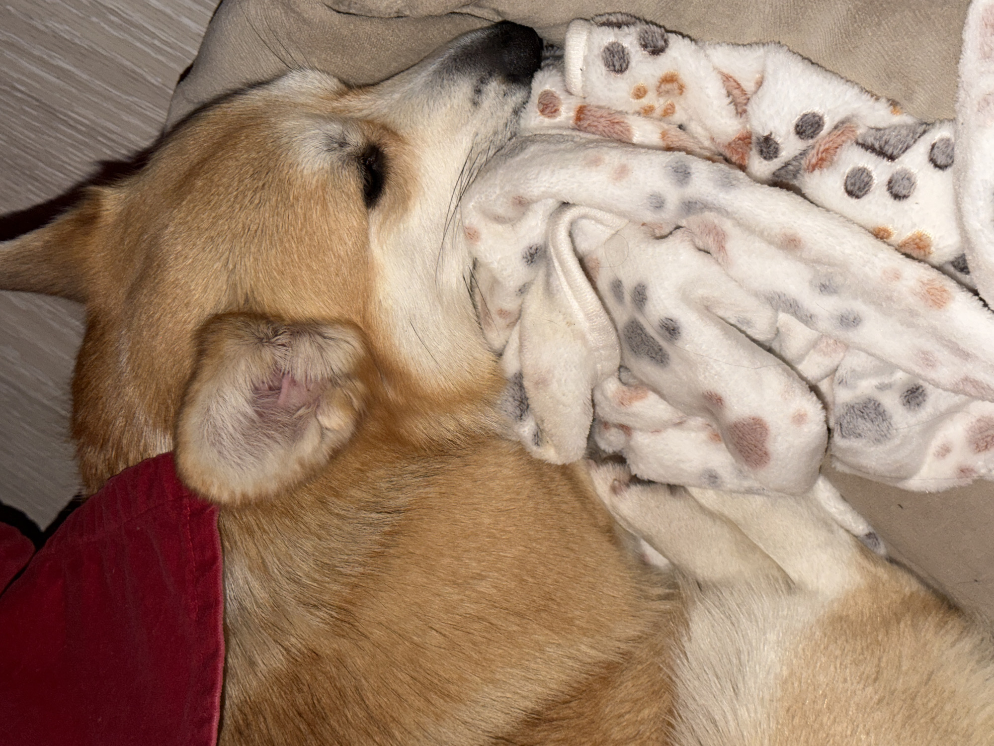 Dog sleeps peacefully on blankets in Chaikovsky home