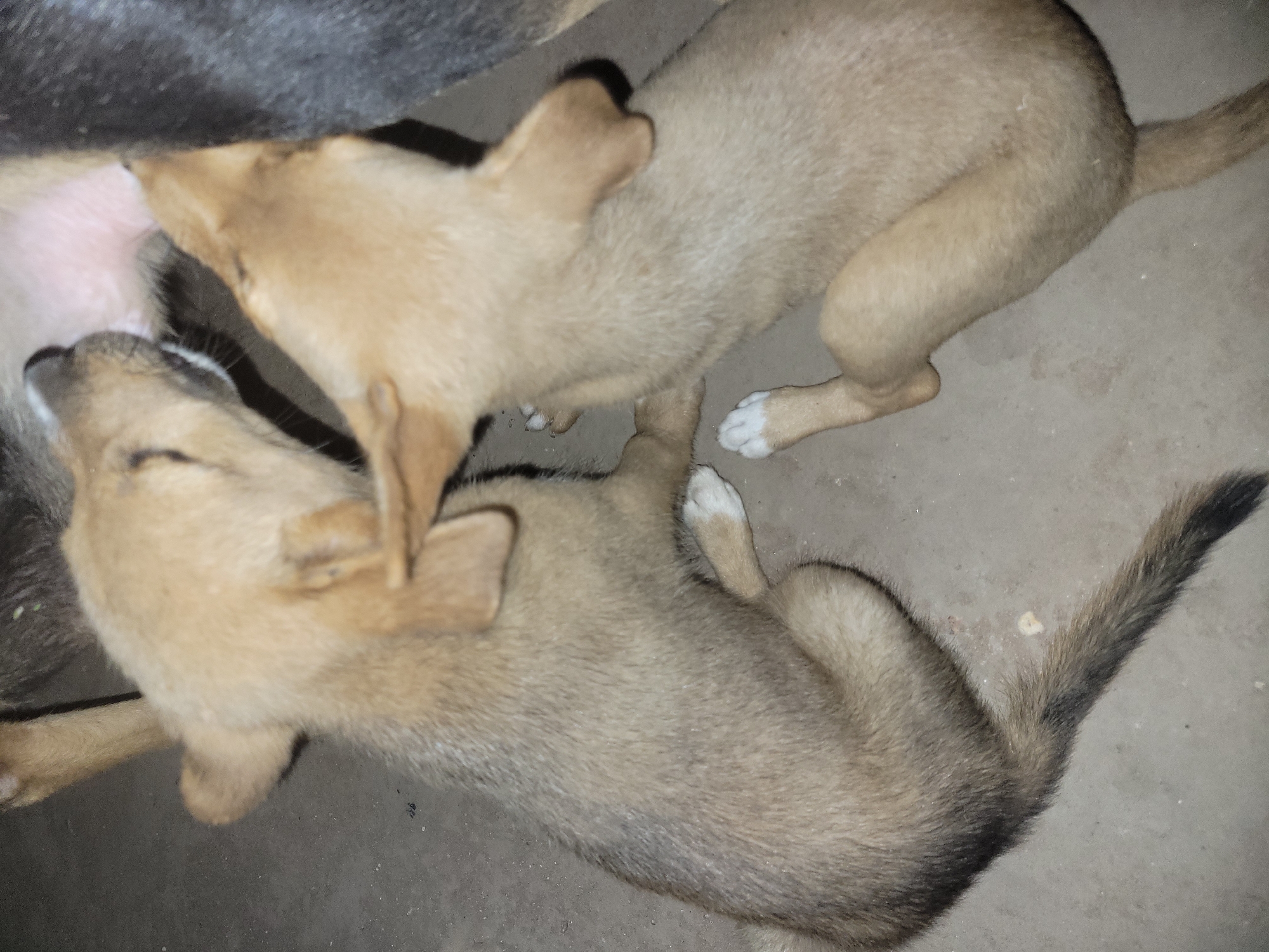 Mother dog nurses puppies in Markurdi, Nigeria