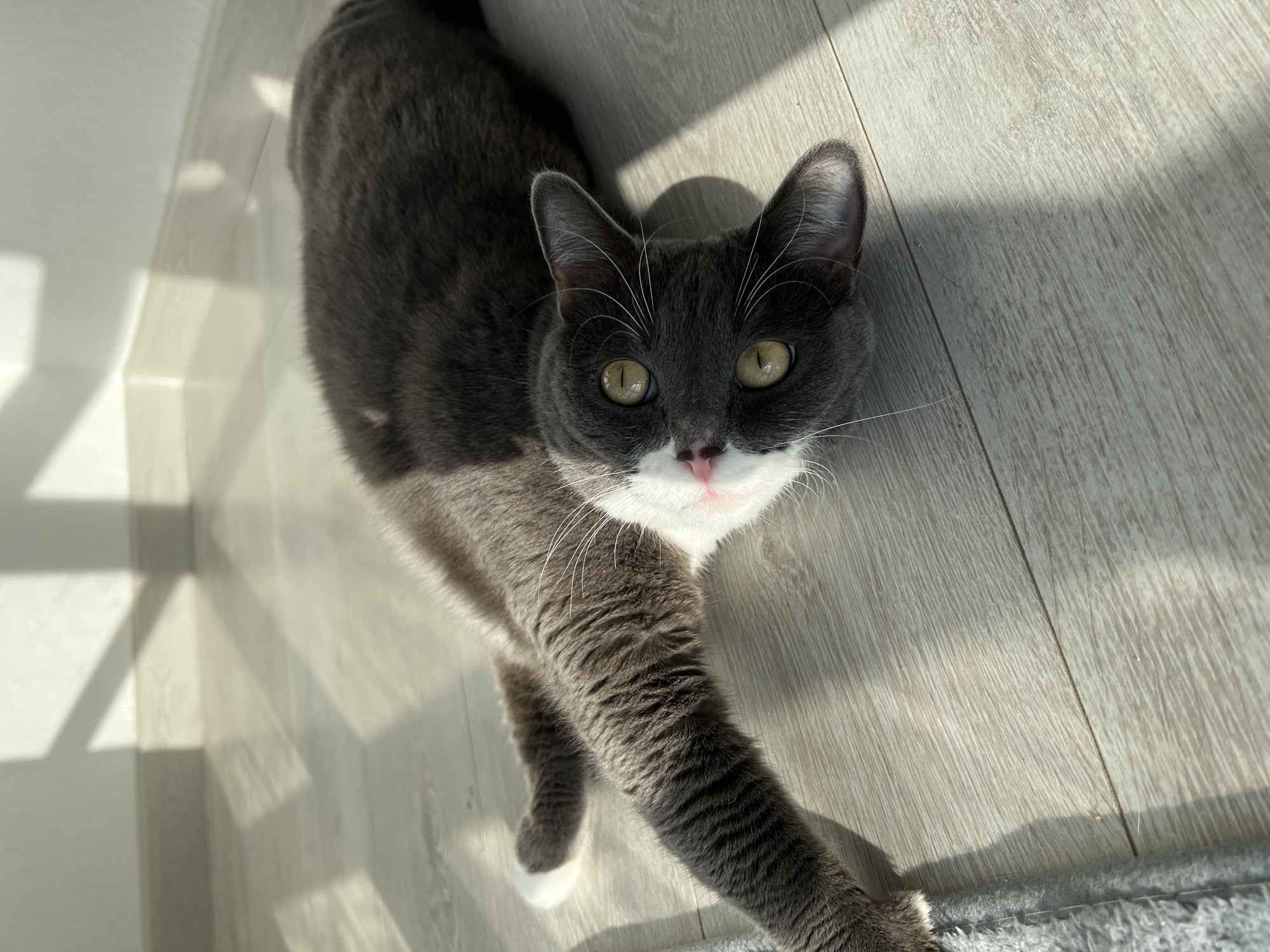 Quiet moments with cat and portraits captured in Tyumen
