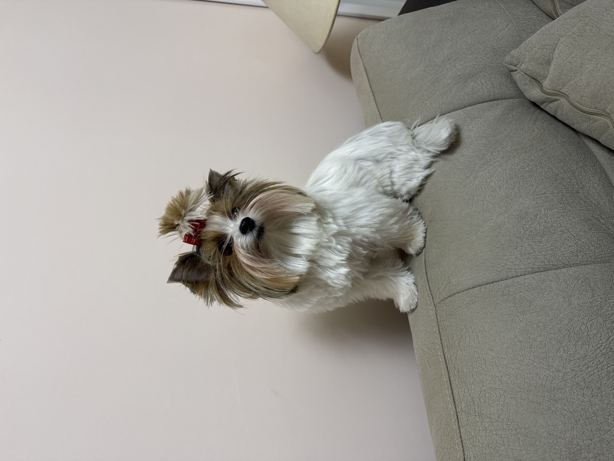 Small dog spotted relaxing on couch in Plovdiv home