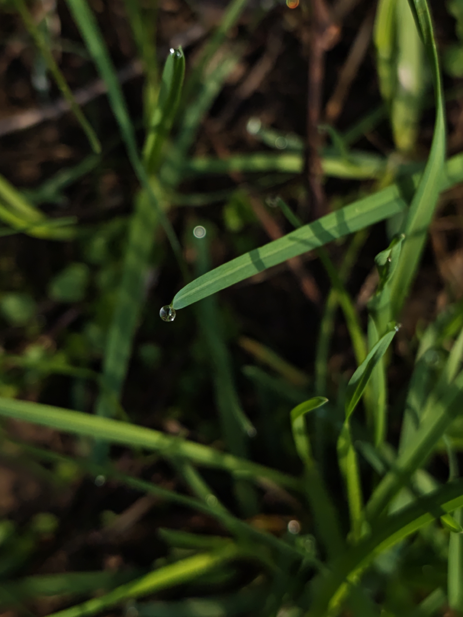 Spring morning dew captured on Ukrainian vegetation in detailed photography