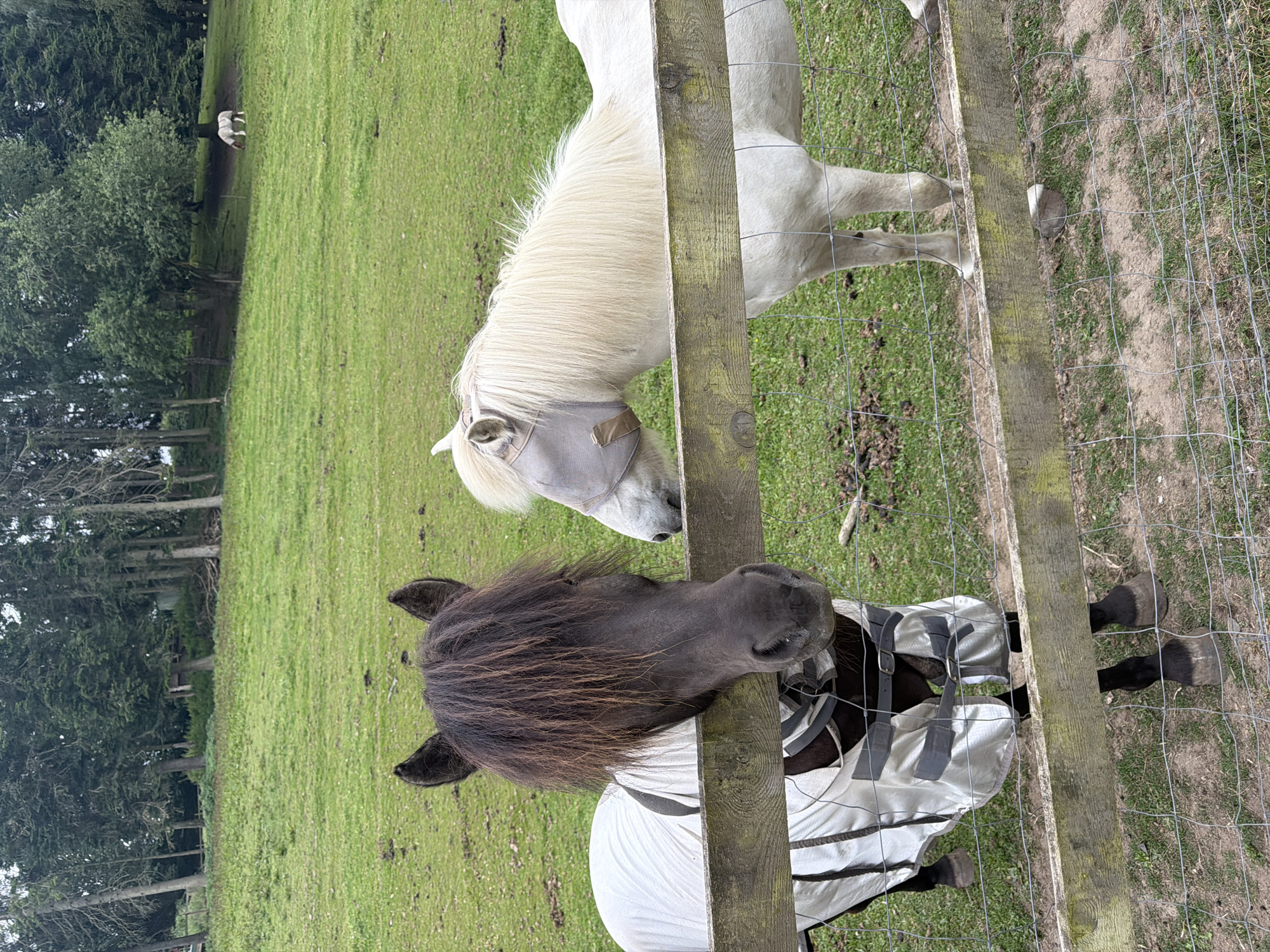 Horses and ponies in a fenced field, Esbønderup
