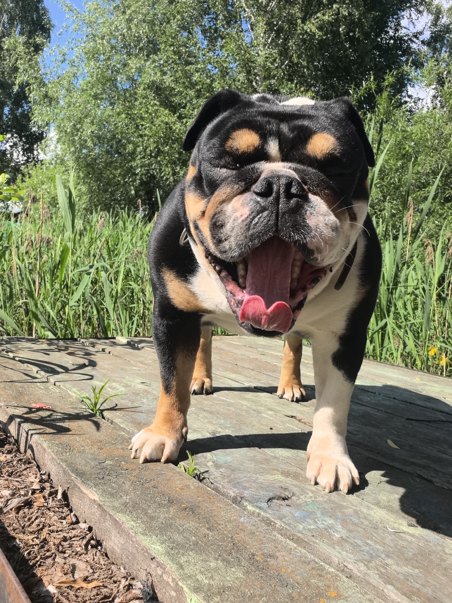 English Bulldog caught mid-yawn on a sunny wooden deck