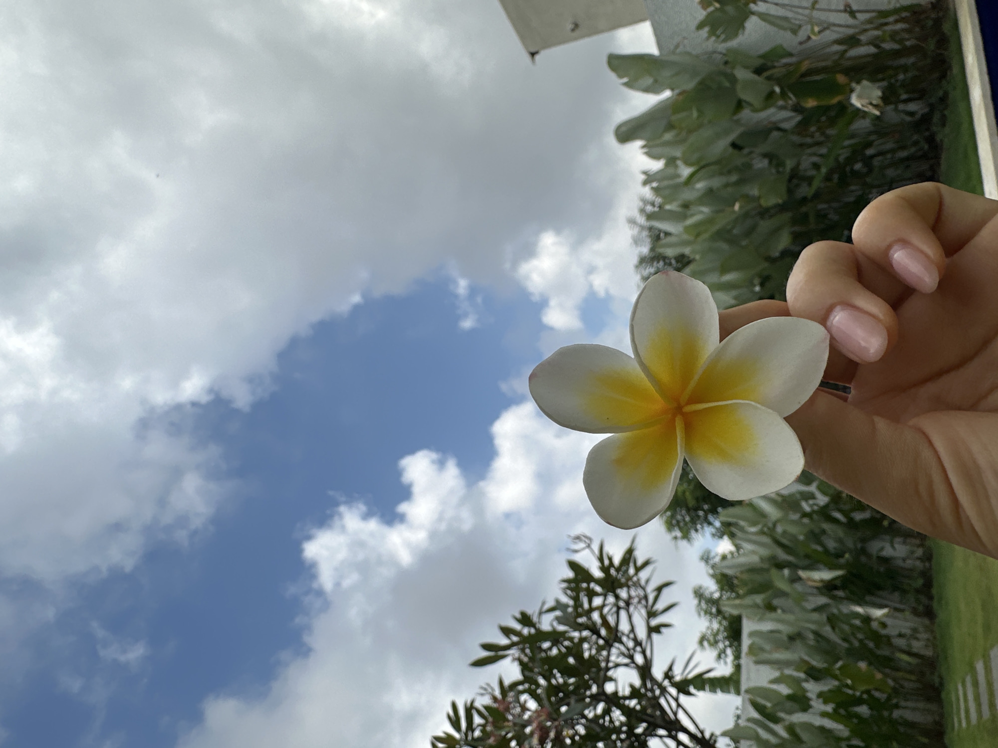 Frangipani flowers held over green grass in Kuta Selatan