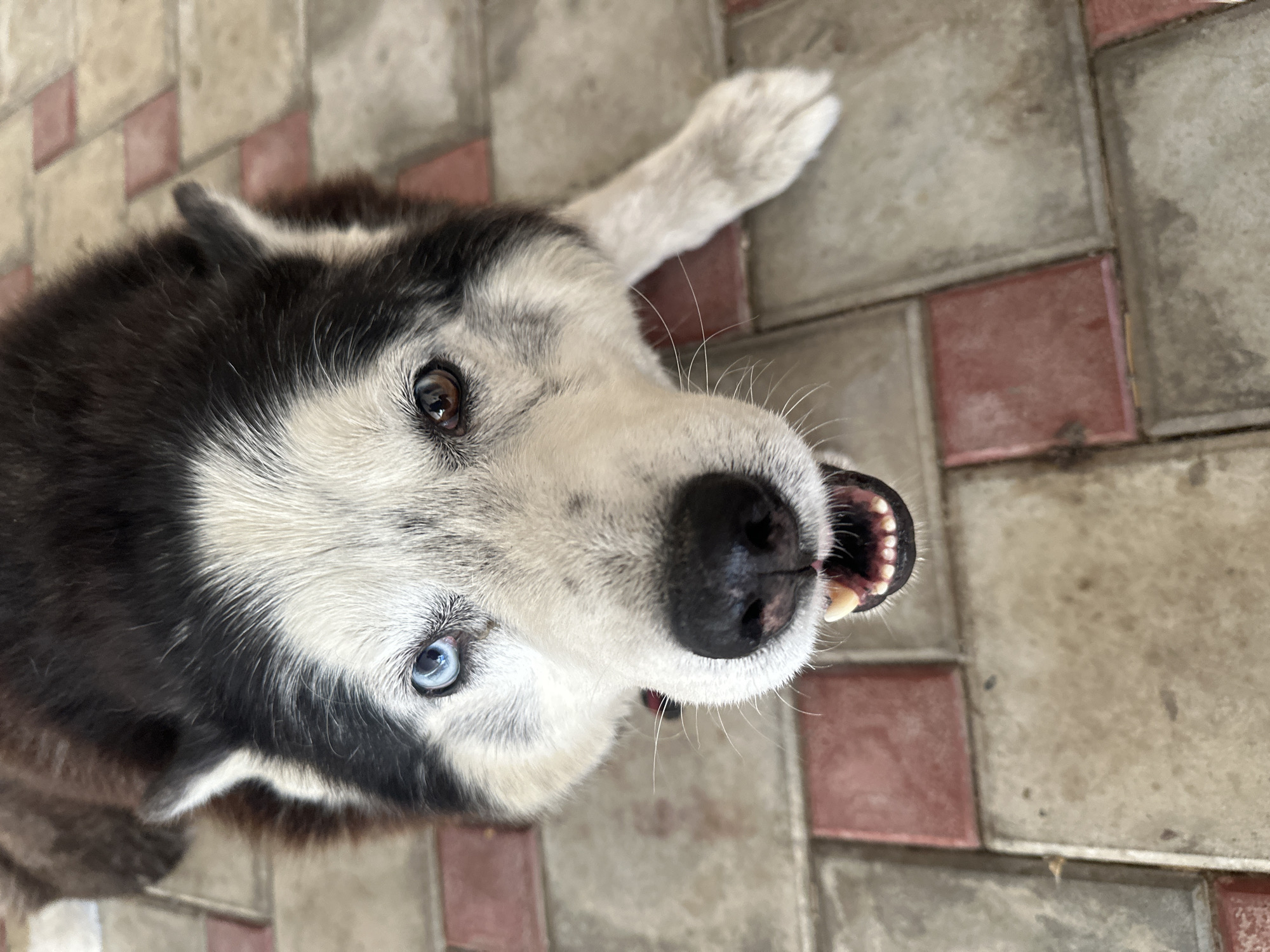 Husky on a patio, open sky above the trees