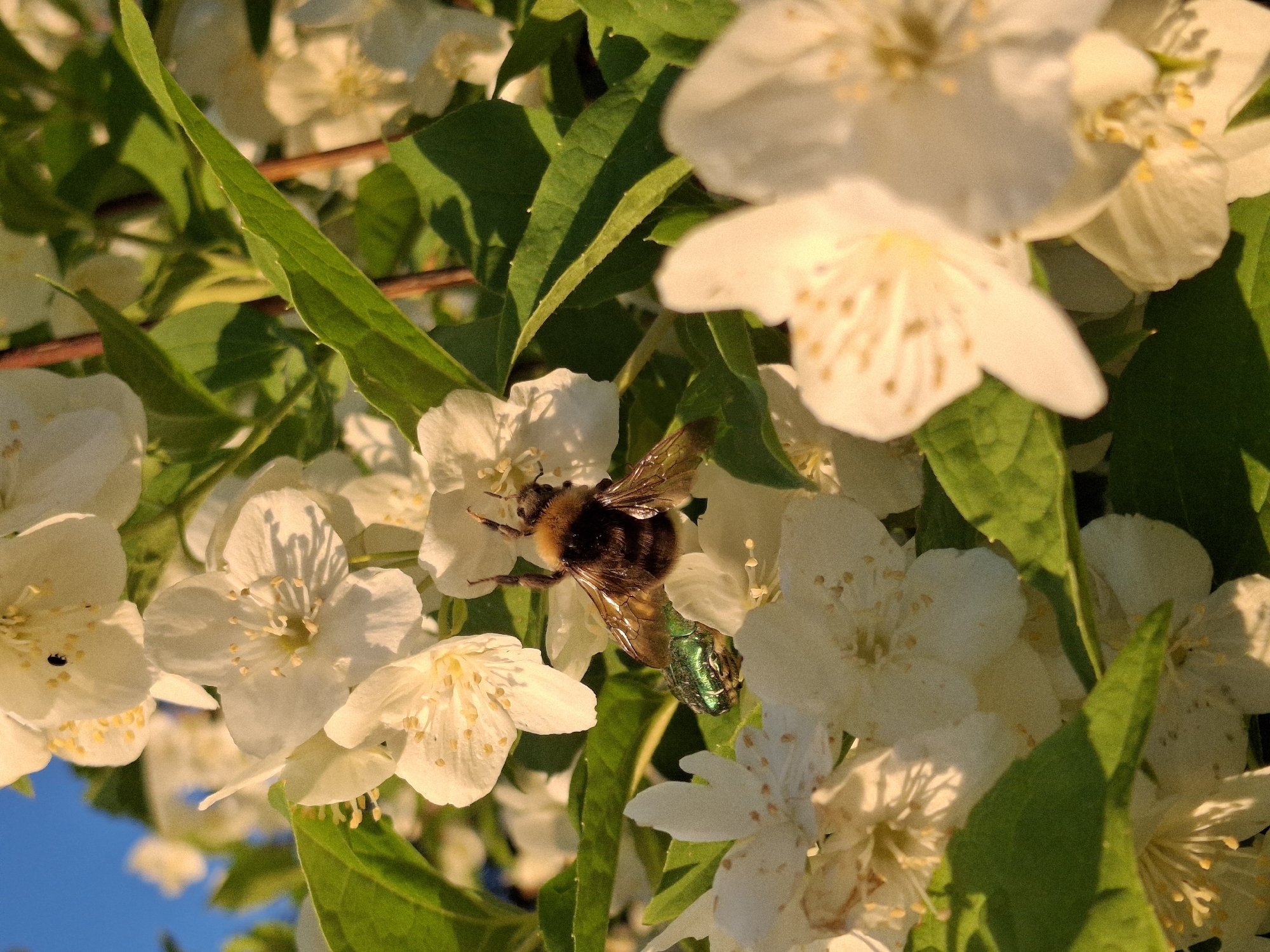 Afternoon flowers and sunset scenes documented in Chaikovsky, Russia