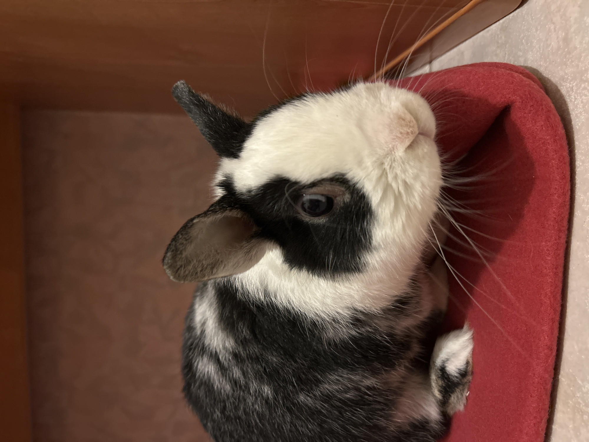 Black and white rabbit rests on red bedding in Truchtersheim