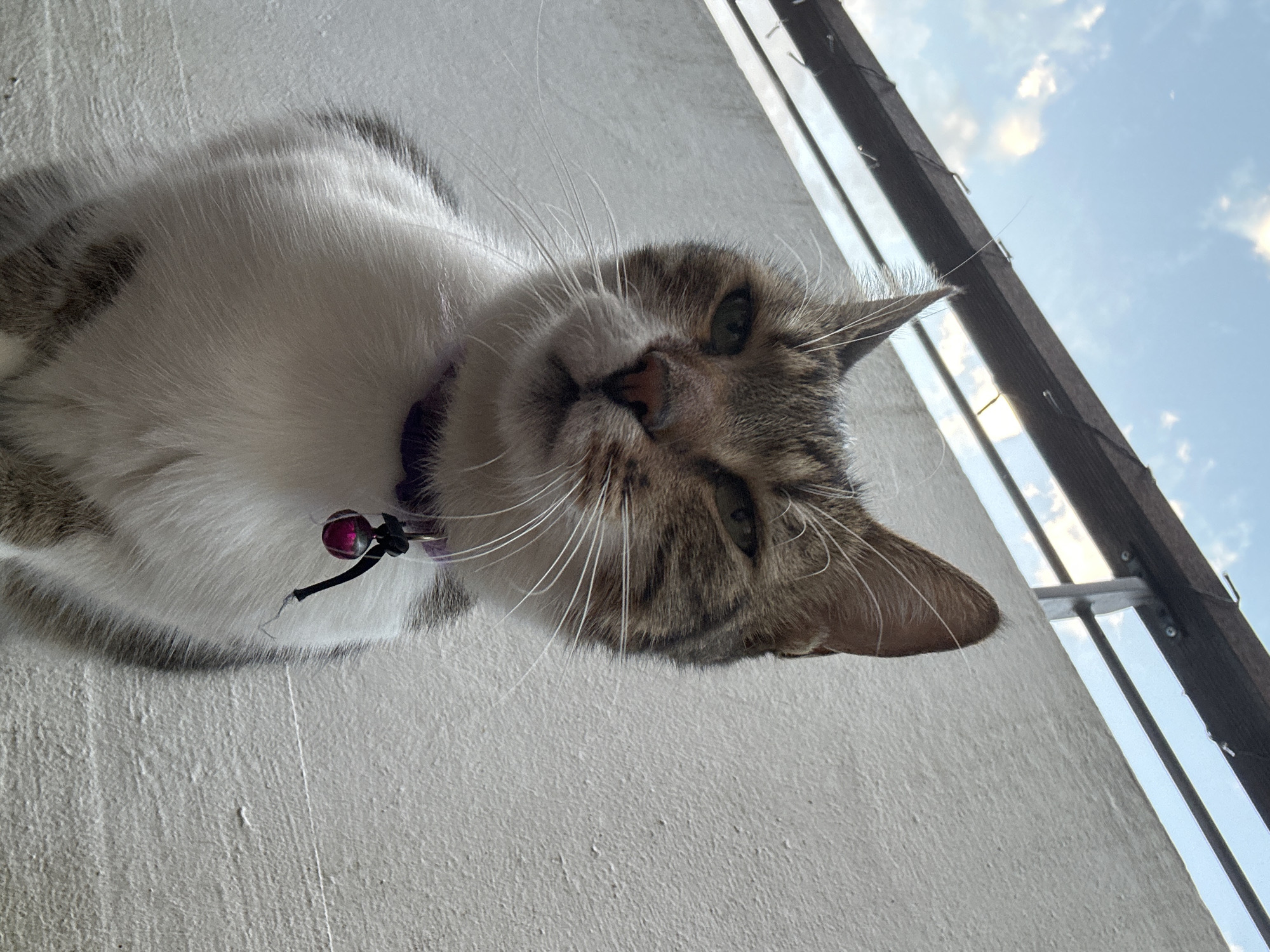 Tabby cat roams a backyard railing and deck