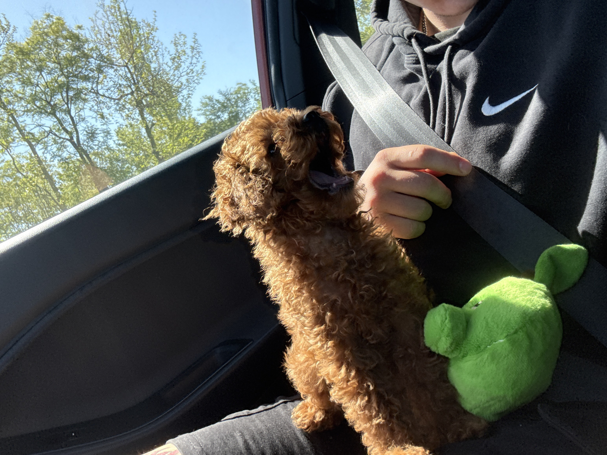 Person, dog spotted in car during sunny morning in Burgas