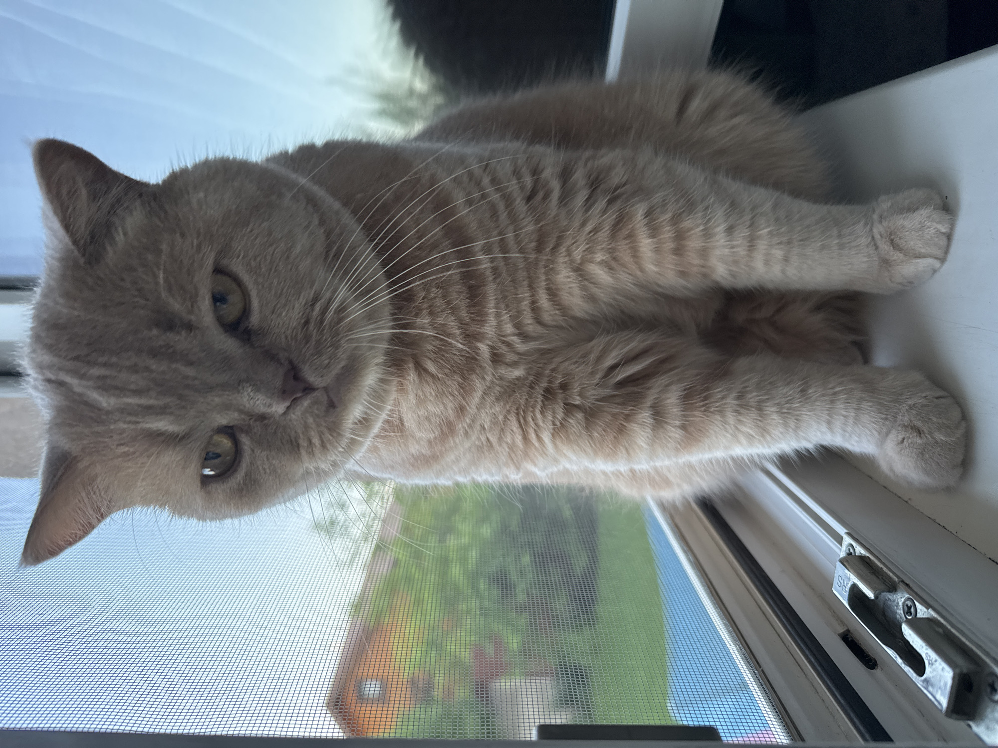 Cat spends afternoon windowsill watching, eating during study session