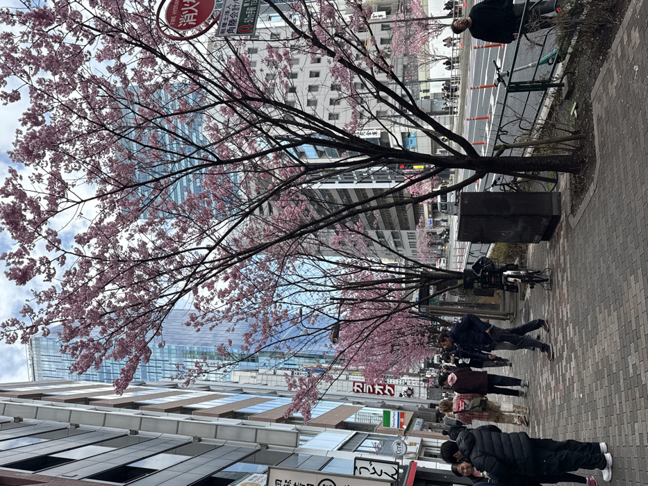 Cherry blossoms reach full bloom on Shibuya street