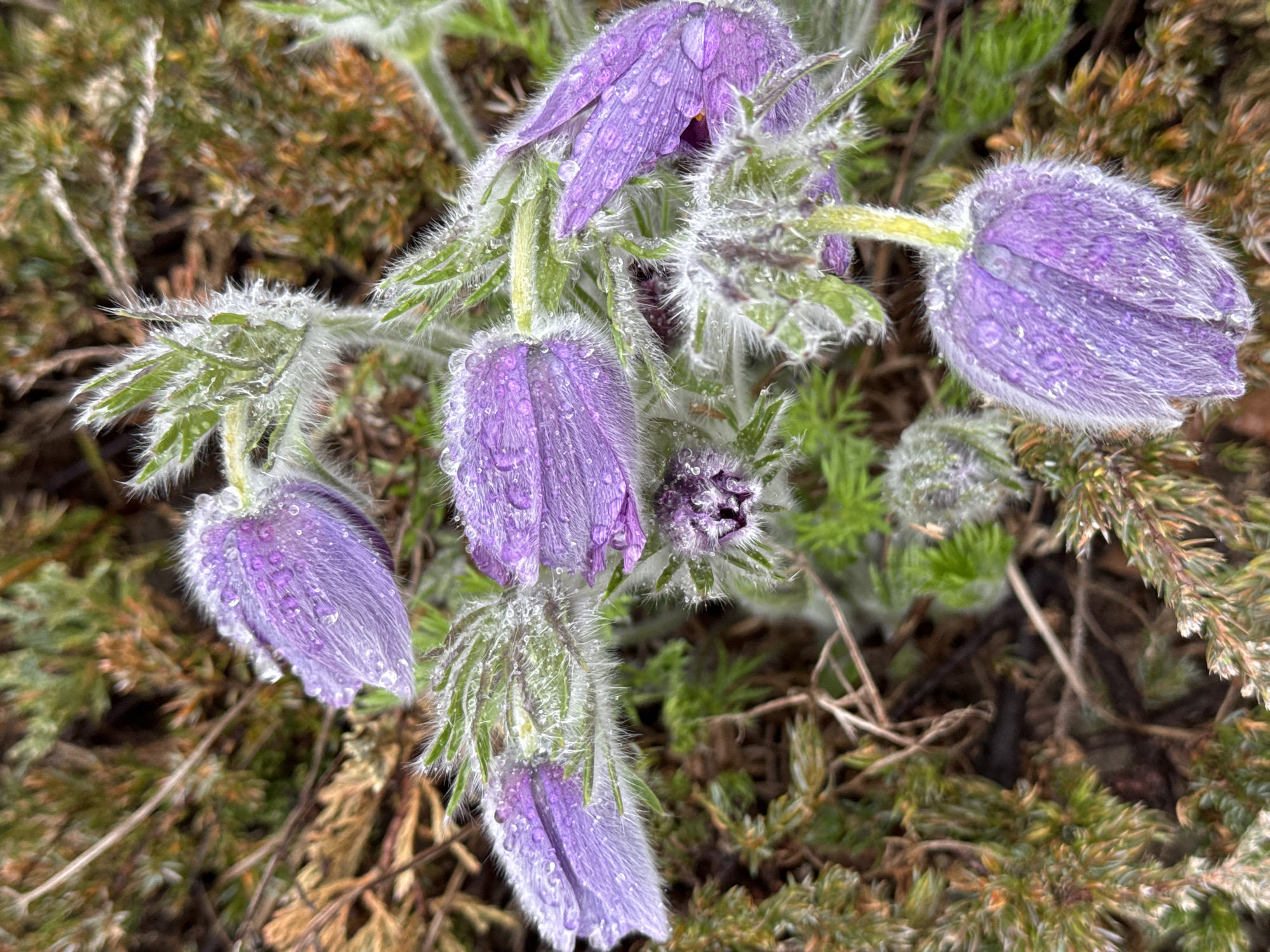 Dew-covered Pasque flowers photographed in Kurganinsk, Russia