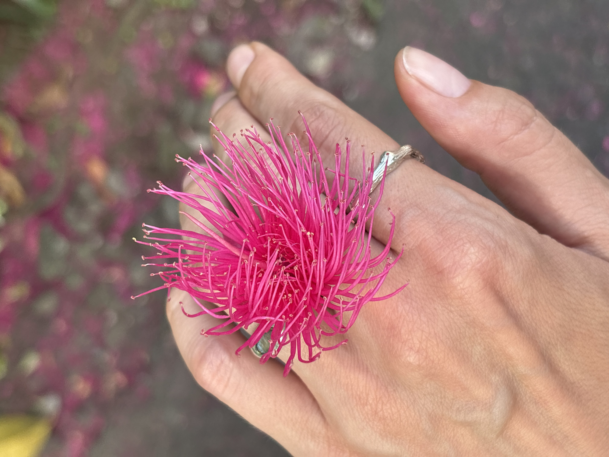 Nature-themed silver rings photographed in Kuta Selatan morning