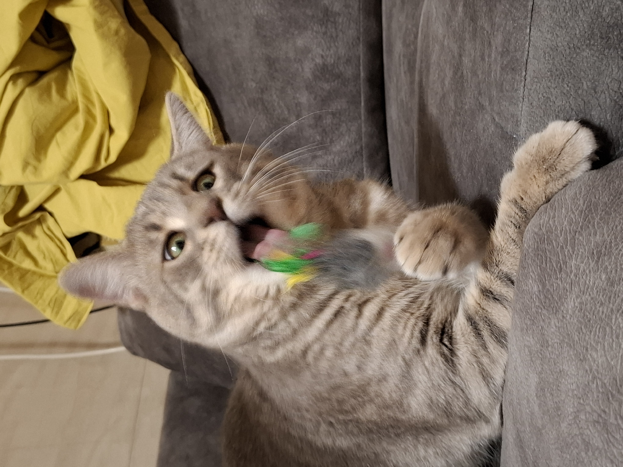 Tabby cat photographed playing and resting indoors over 14 minutes