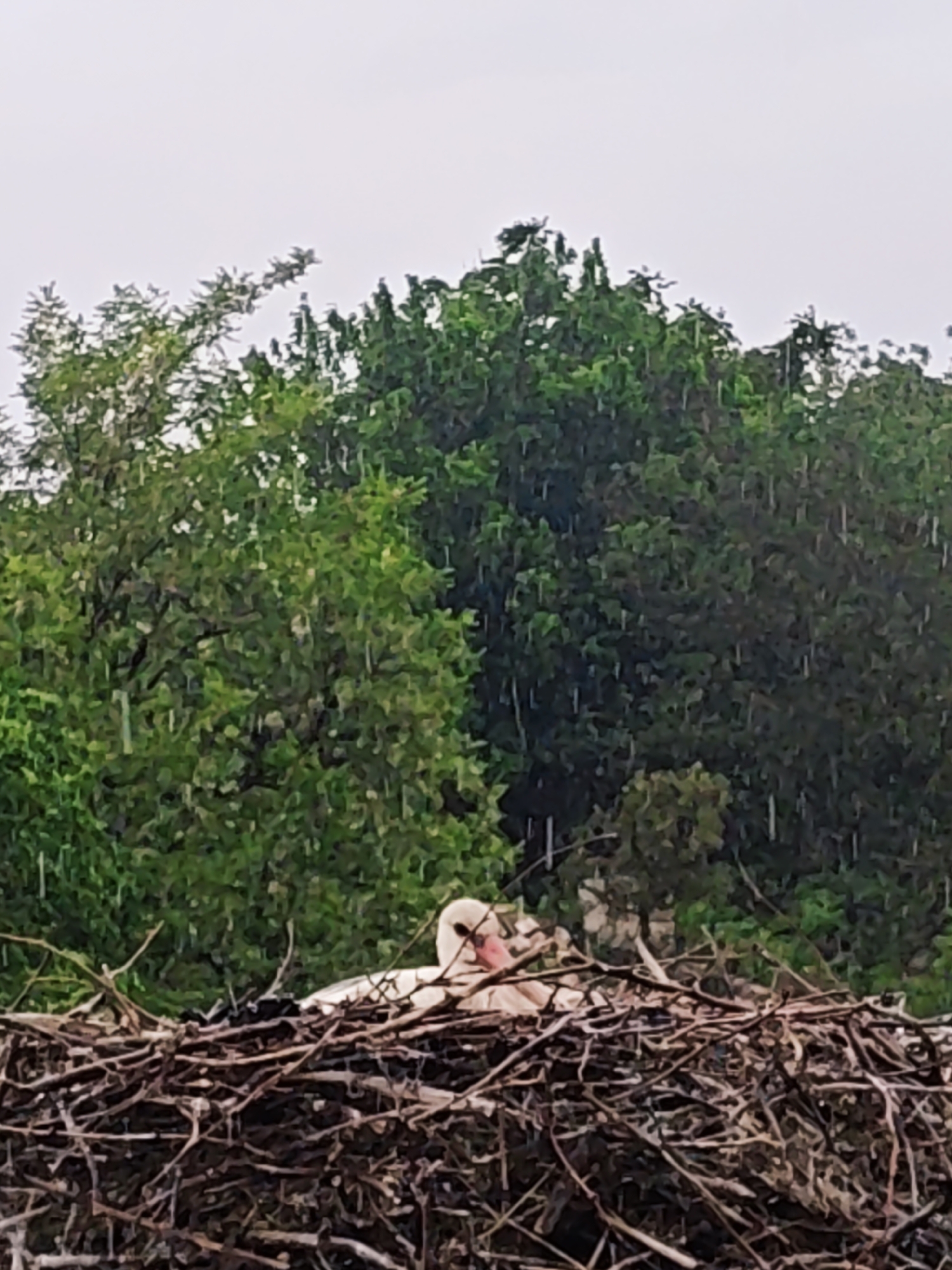 White stork nests near urban church during rainfall