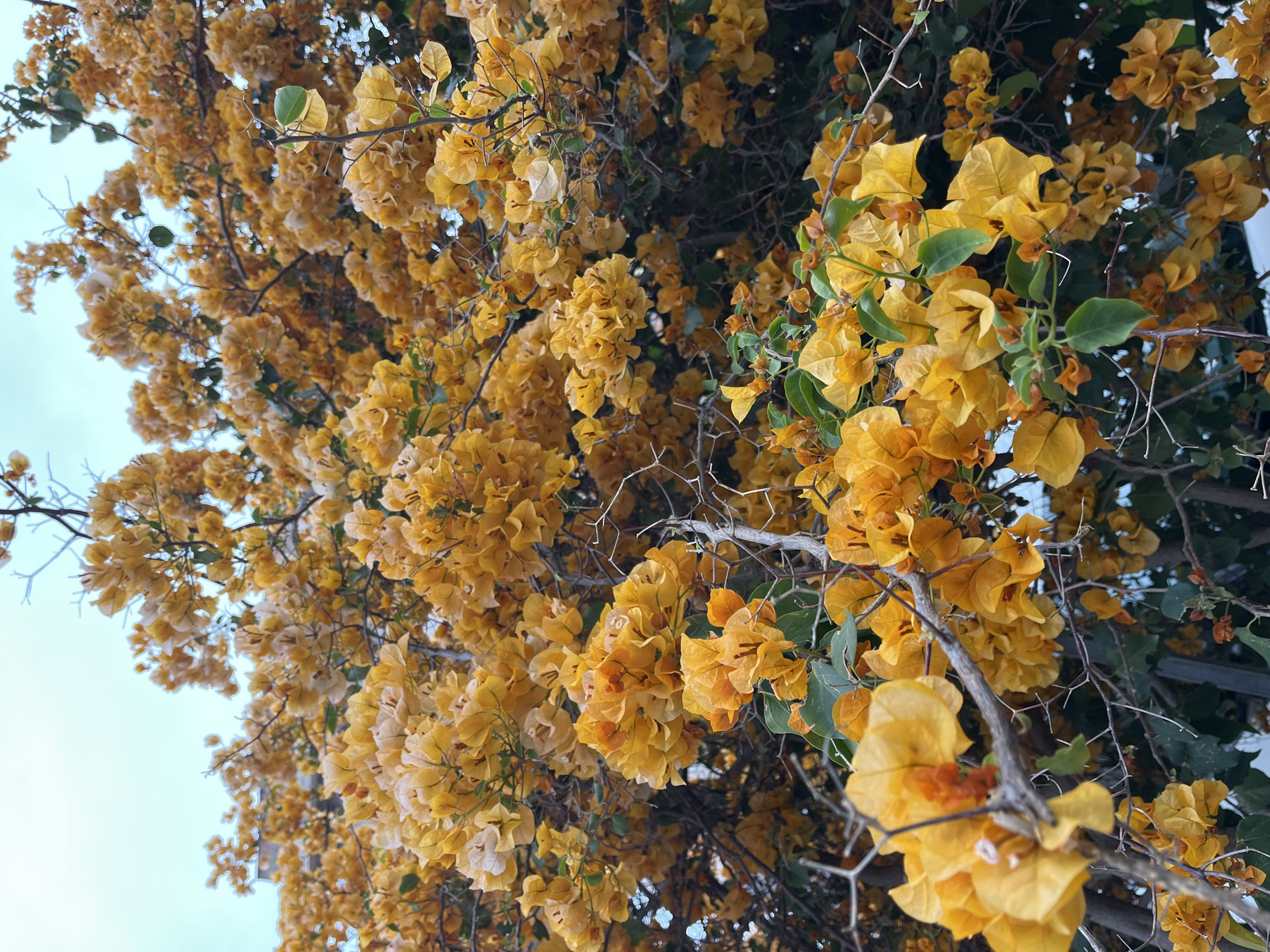 Yellow bougainvillea blooms captured in Alanya, Turkey