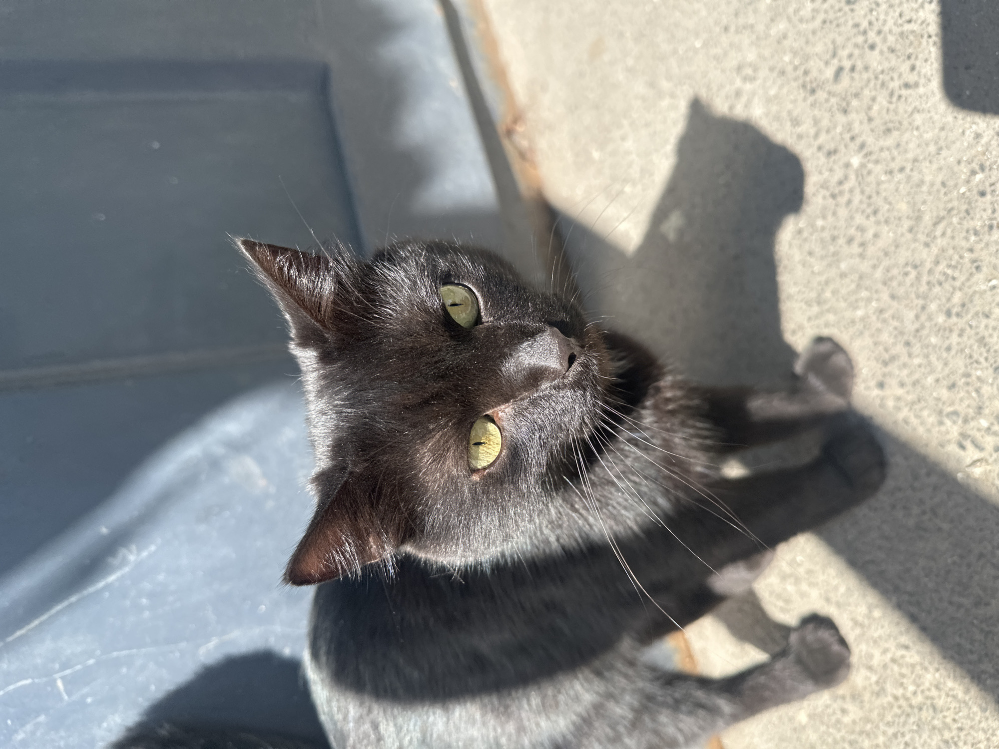Cats around Togliatti — windowsill Sphynxes and outdoor strays