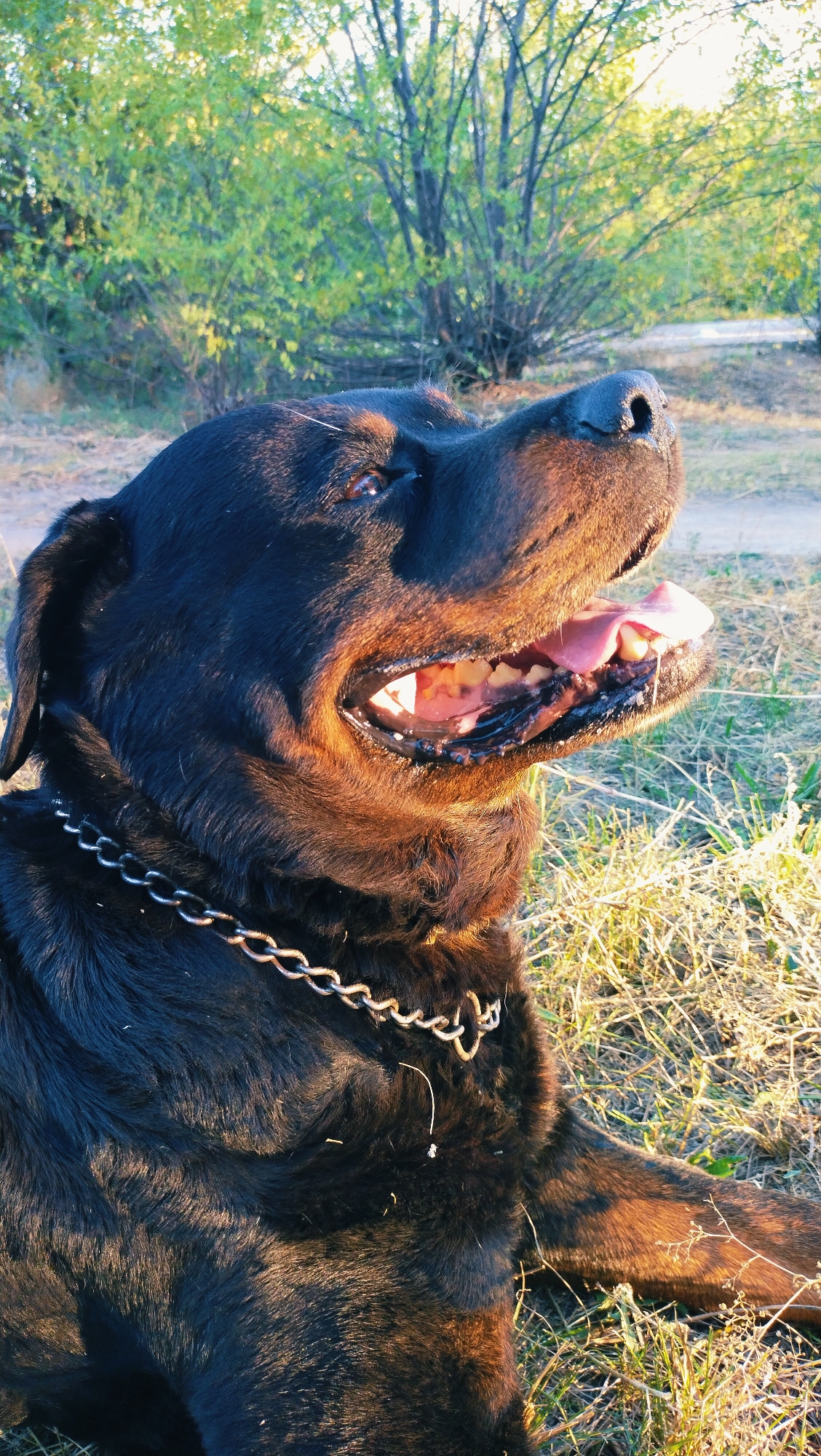 Dogs lounging and playing in a Horishni Plavni park at sunset