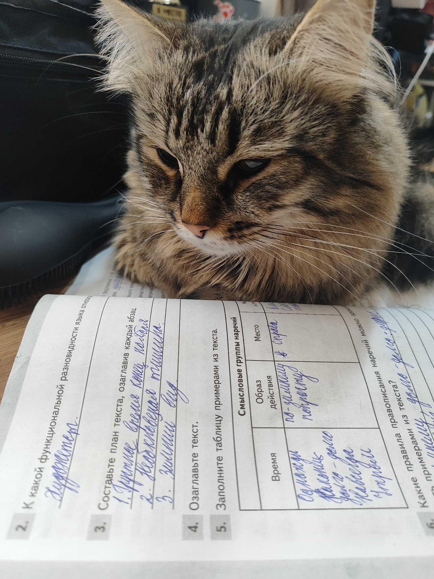 Cat interrupts student homework in Russian suburb