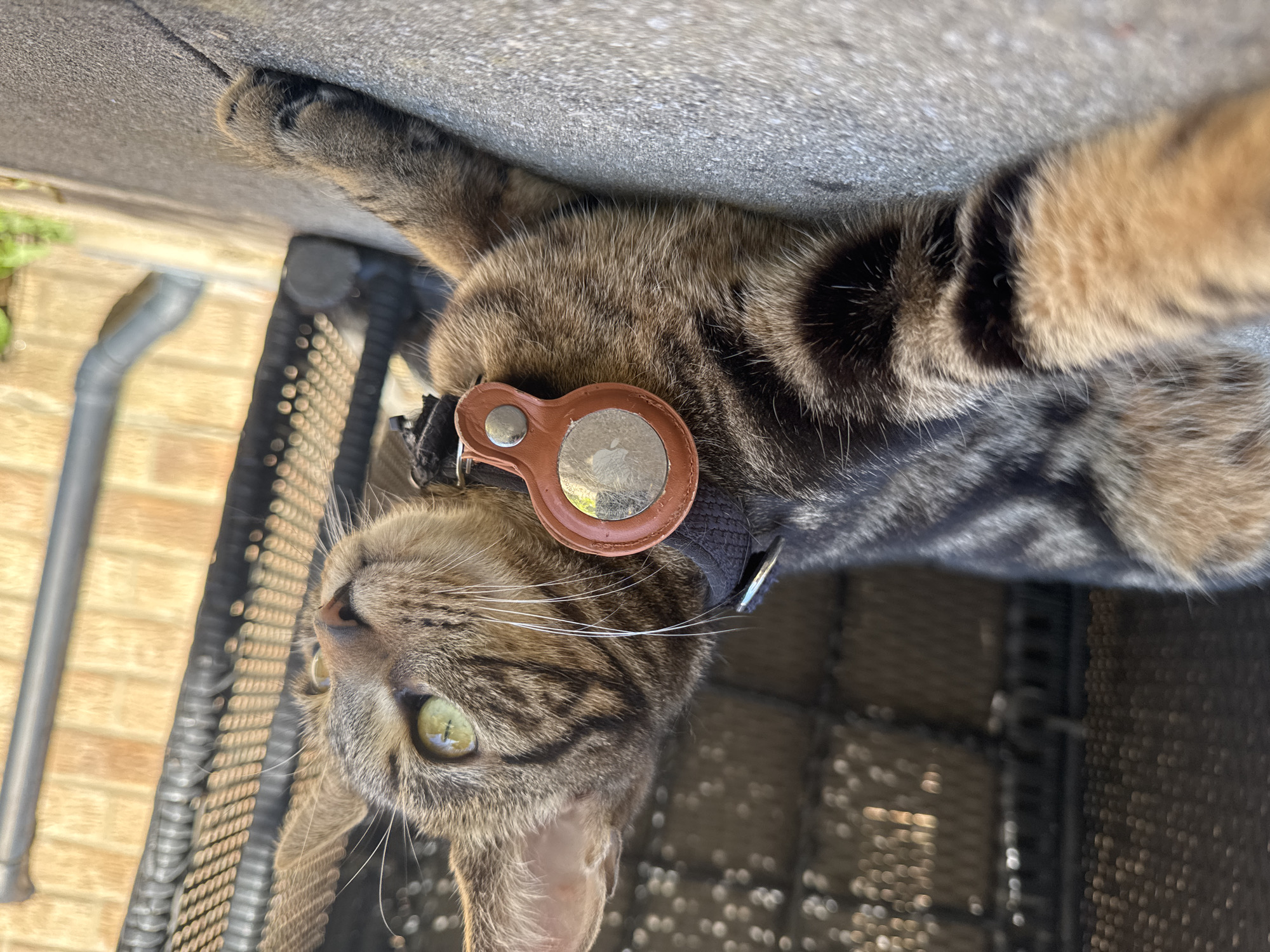 Tabby cat enjoys sunny afternoon in Desborough garden