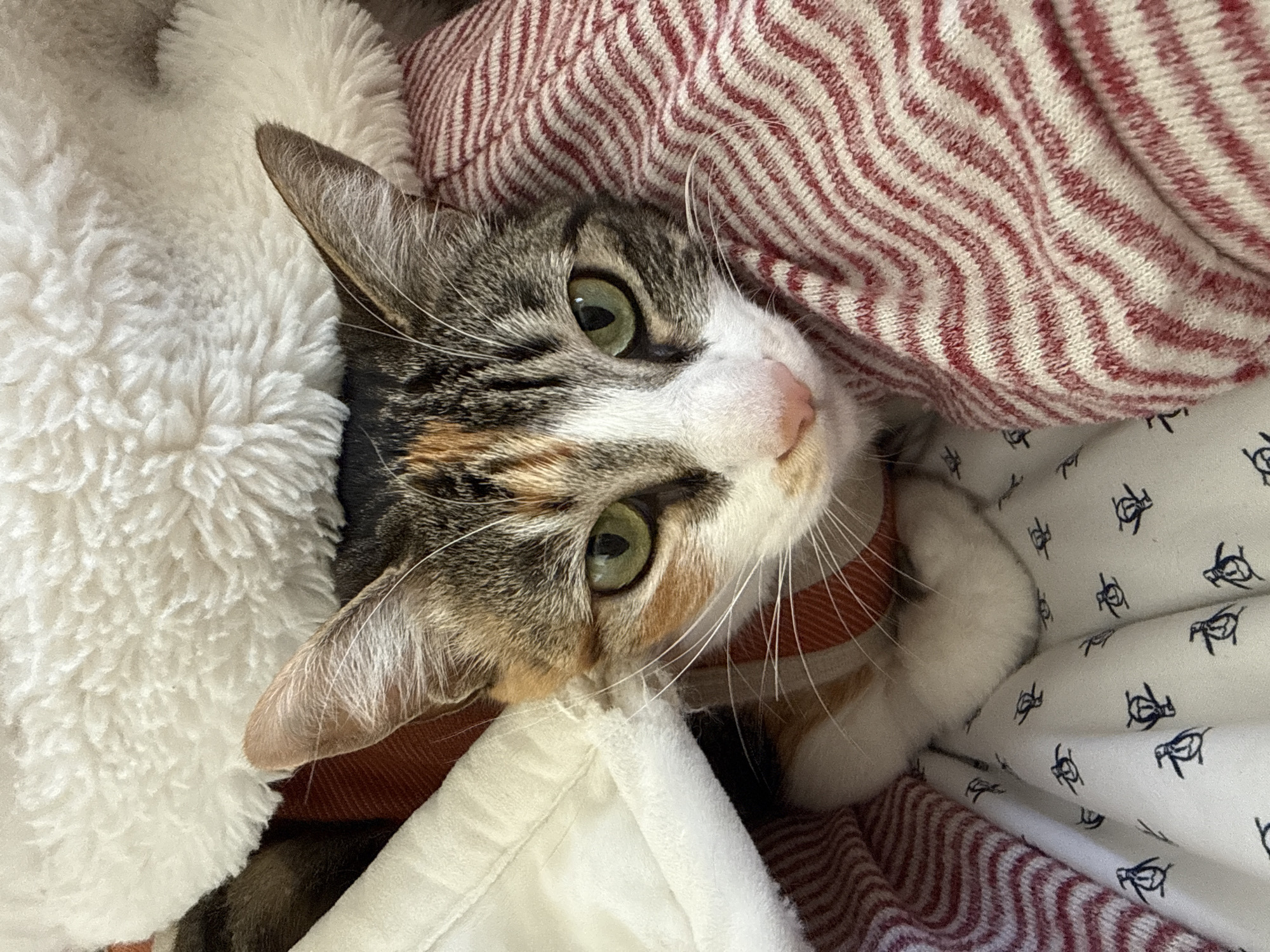 Calico cat photographed resting among textiles in Mexico