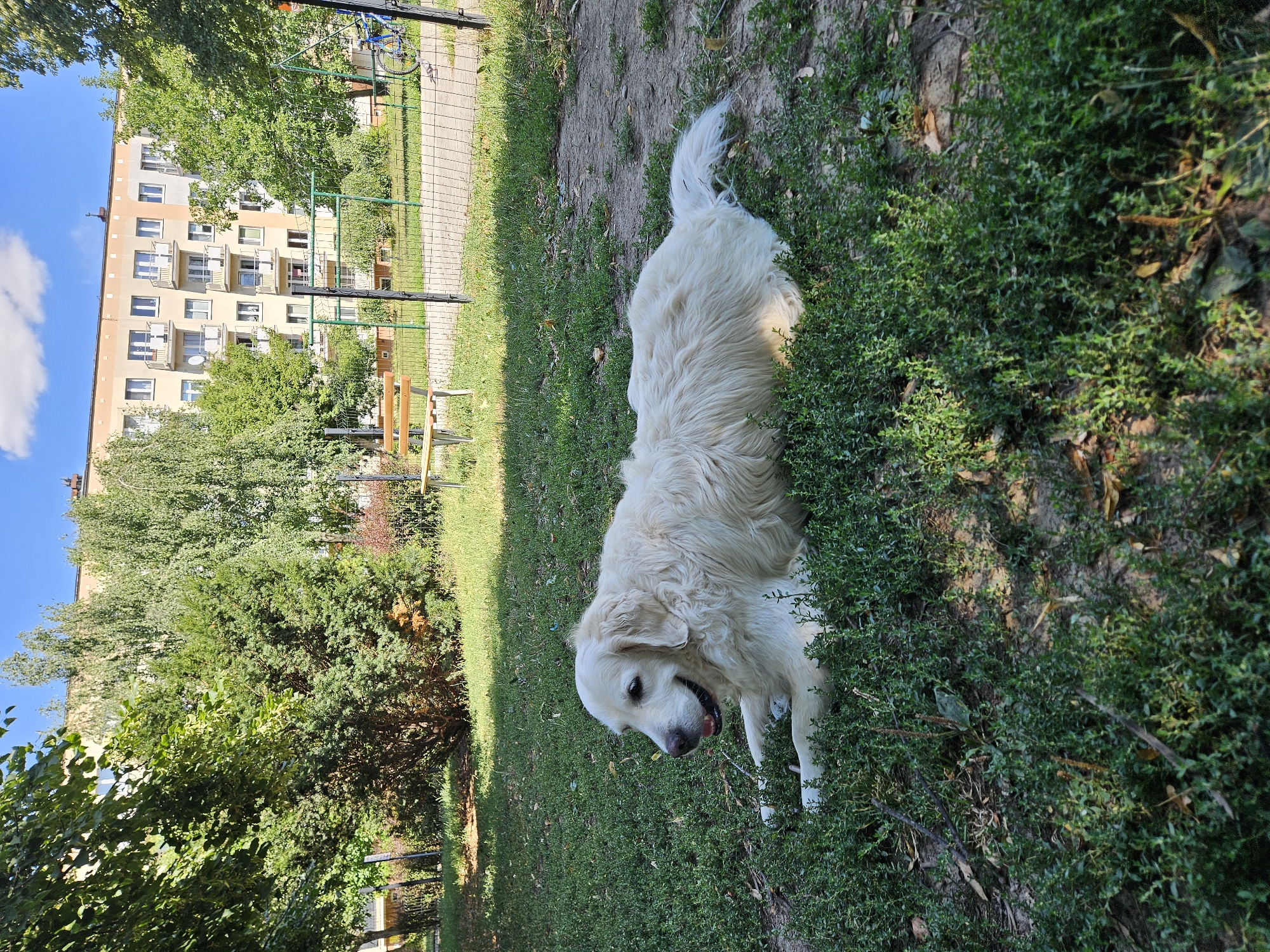 Golden retriever lounging and exploring a Rzeszów courtyard