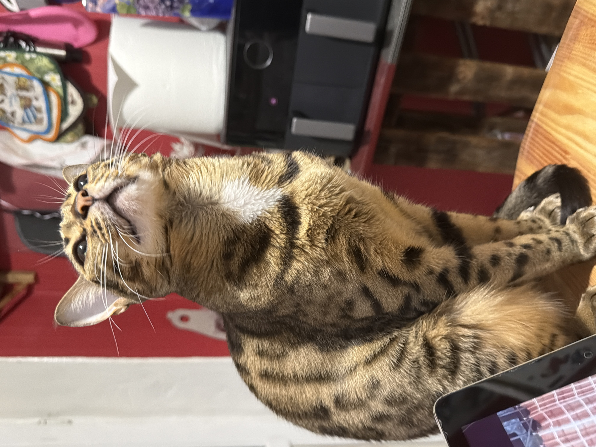 Peaceful pet moments and puzzle time in Dnipro