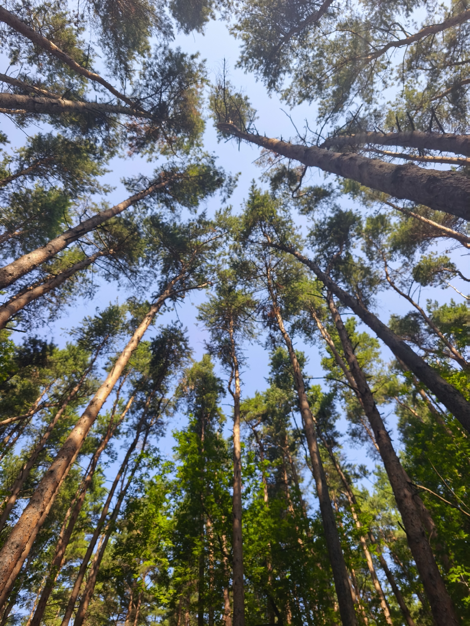 Morning walk through a sunlit Moscow pine forest