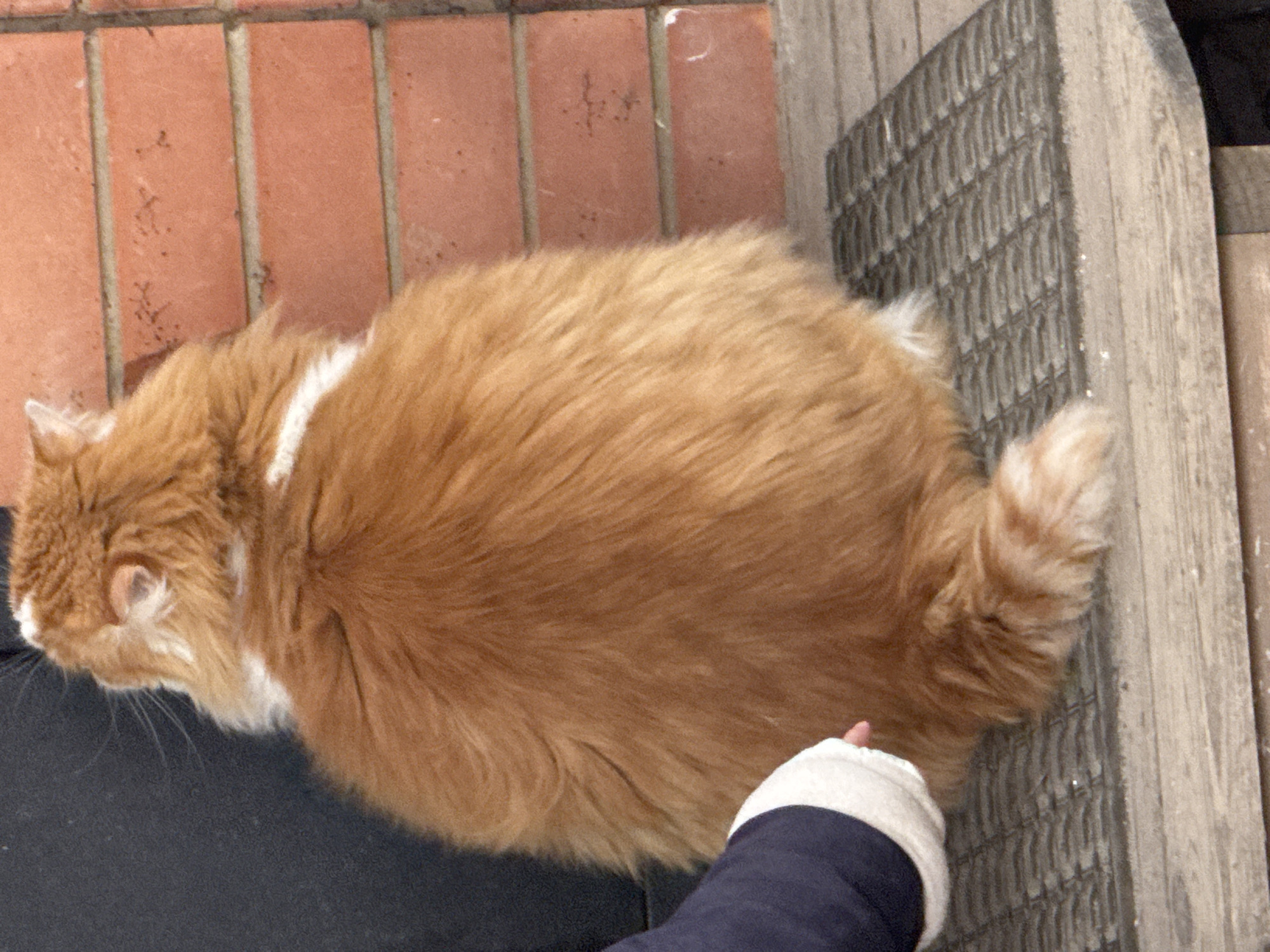 Morning routine documented with selfies and pet photos in Rostov-on-Don
