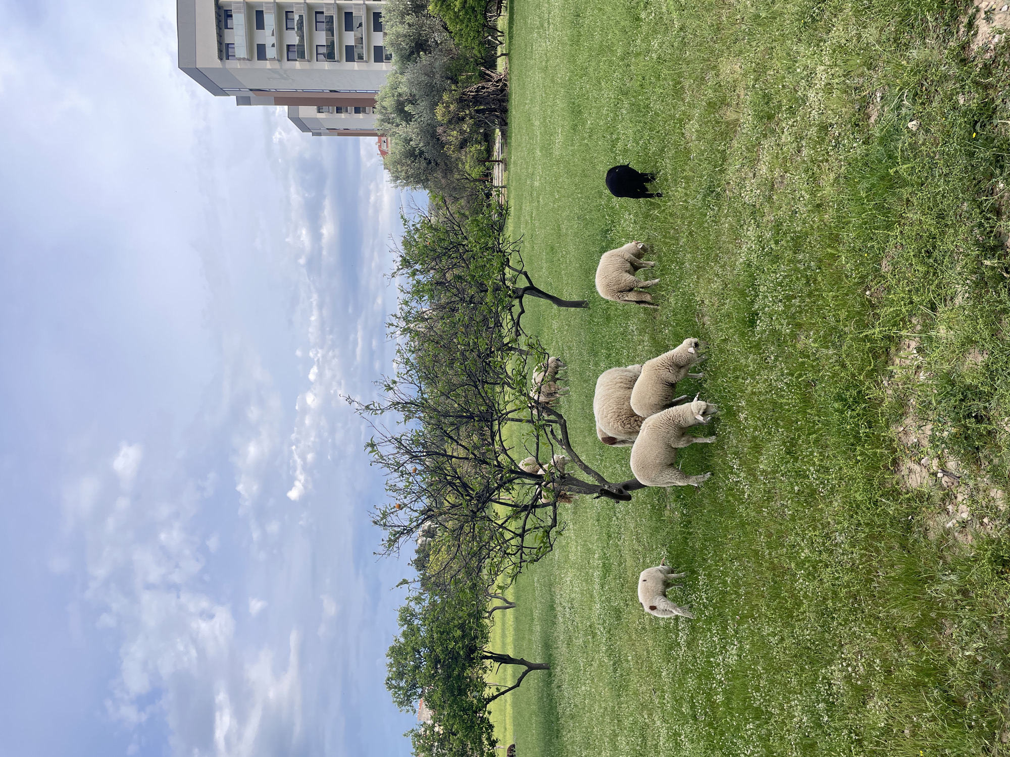Sheep flock grazes in urban field in Bar, Montenegro