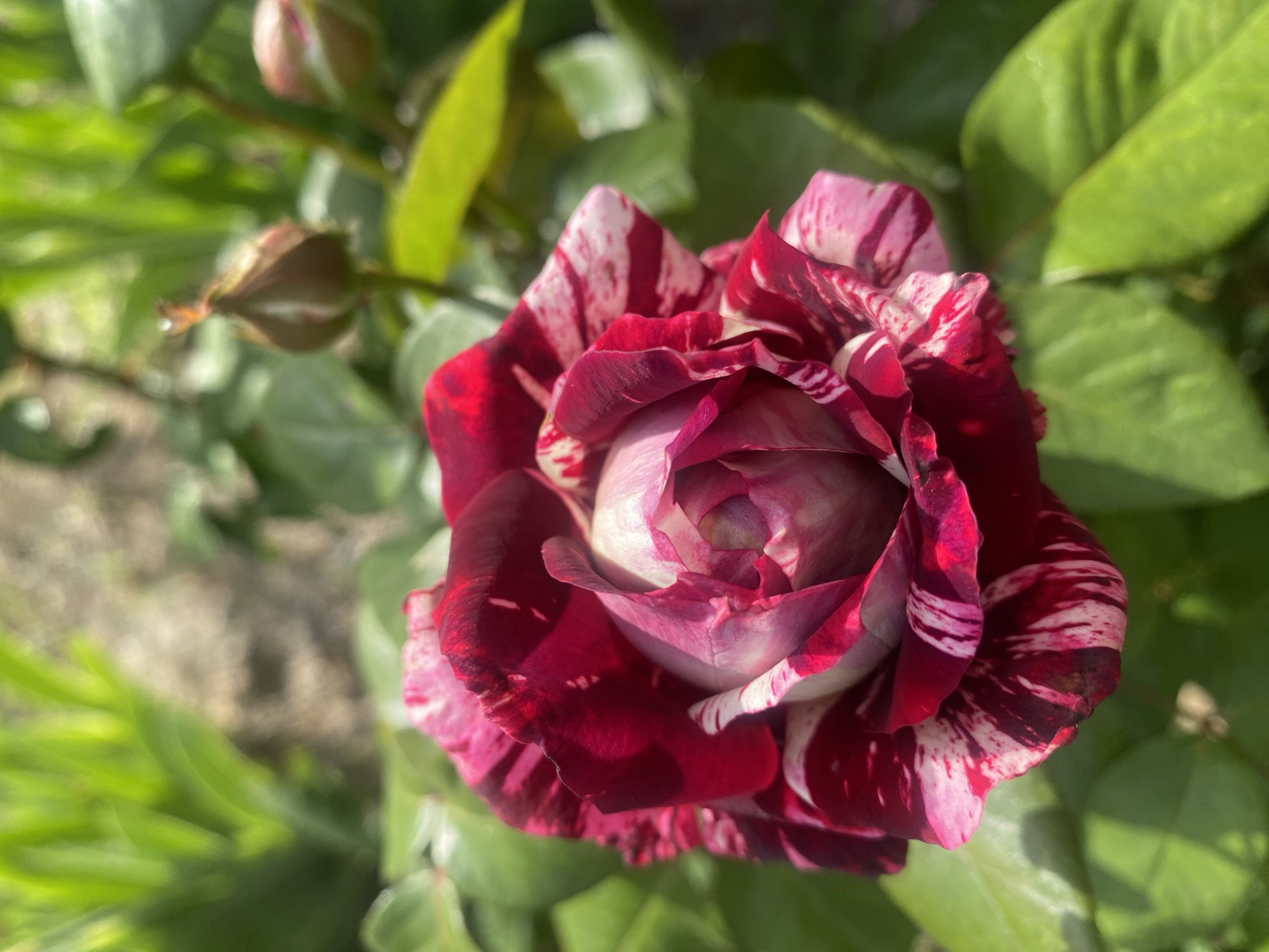 Early morning flower photography session captured in Dnipro, Ukraine