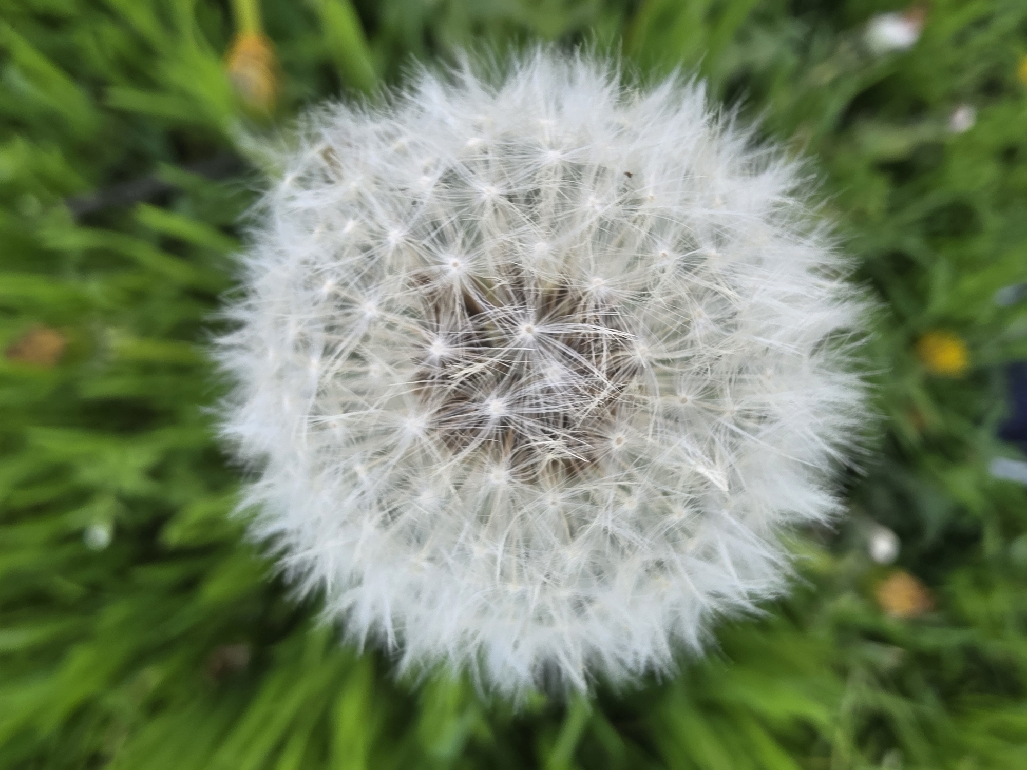 Spring dandelions bloom in Sofia city park