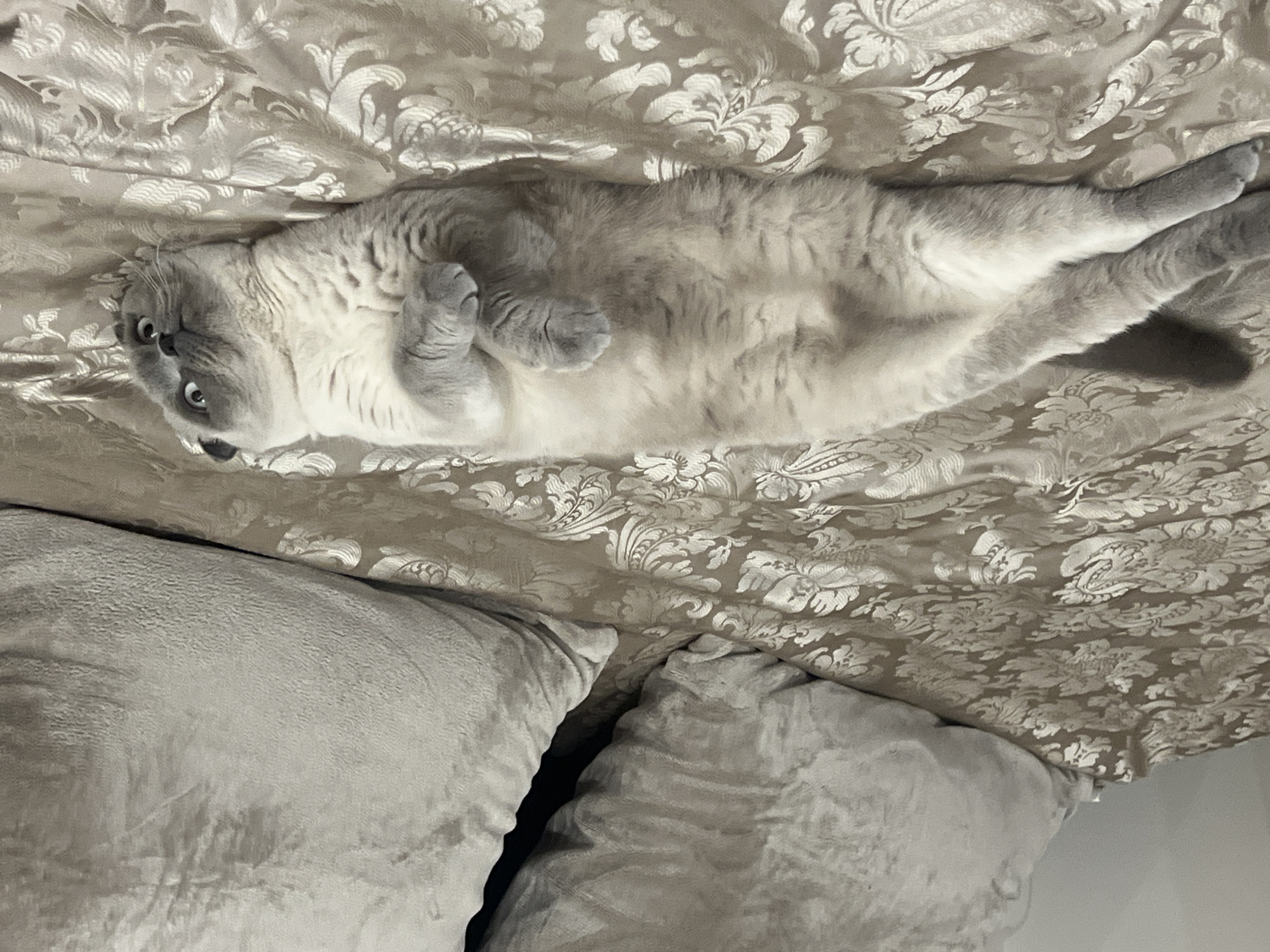 Grey cat relaxes on bed in Nesebar home