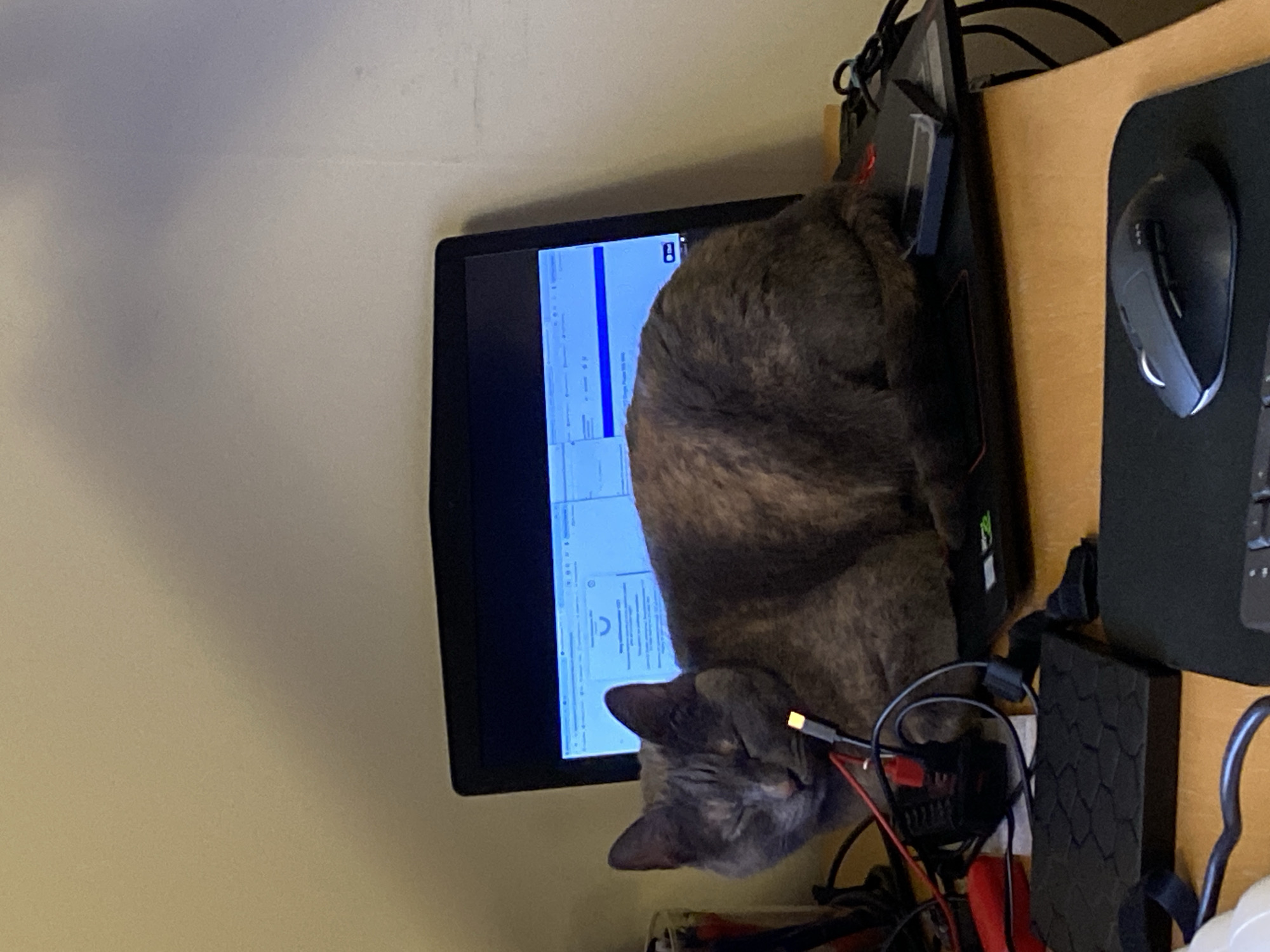 Cat disrupts laptop use in Swedish home office