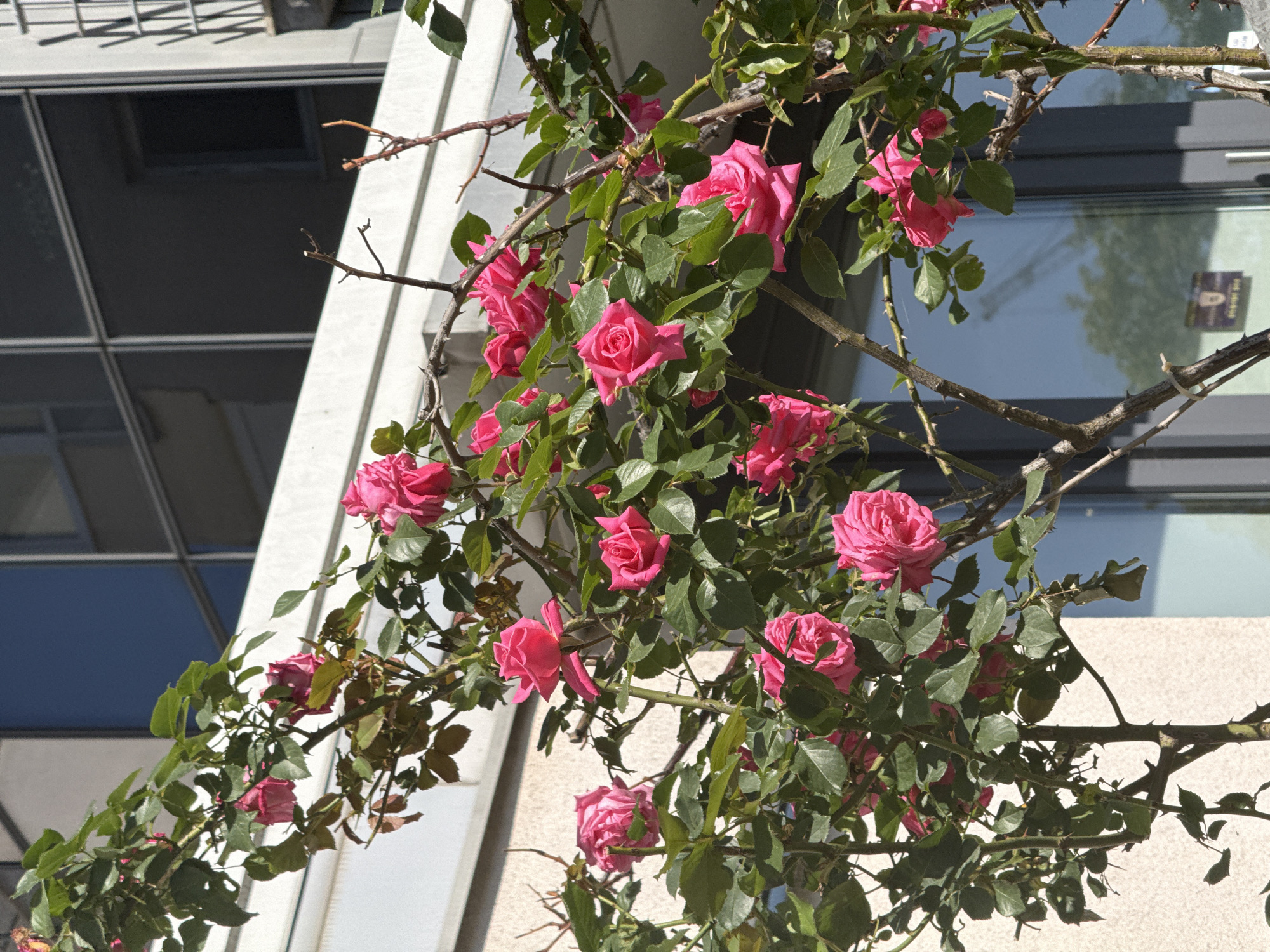 Morning scenes of roses and cat captured in Zagreb