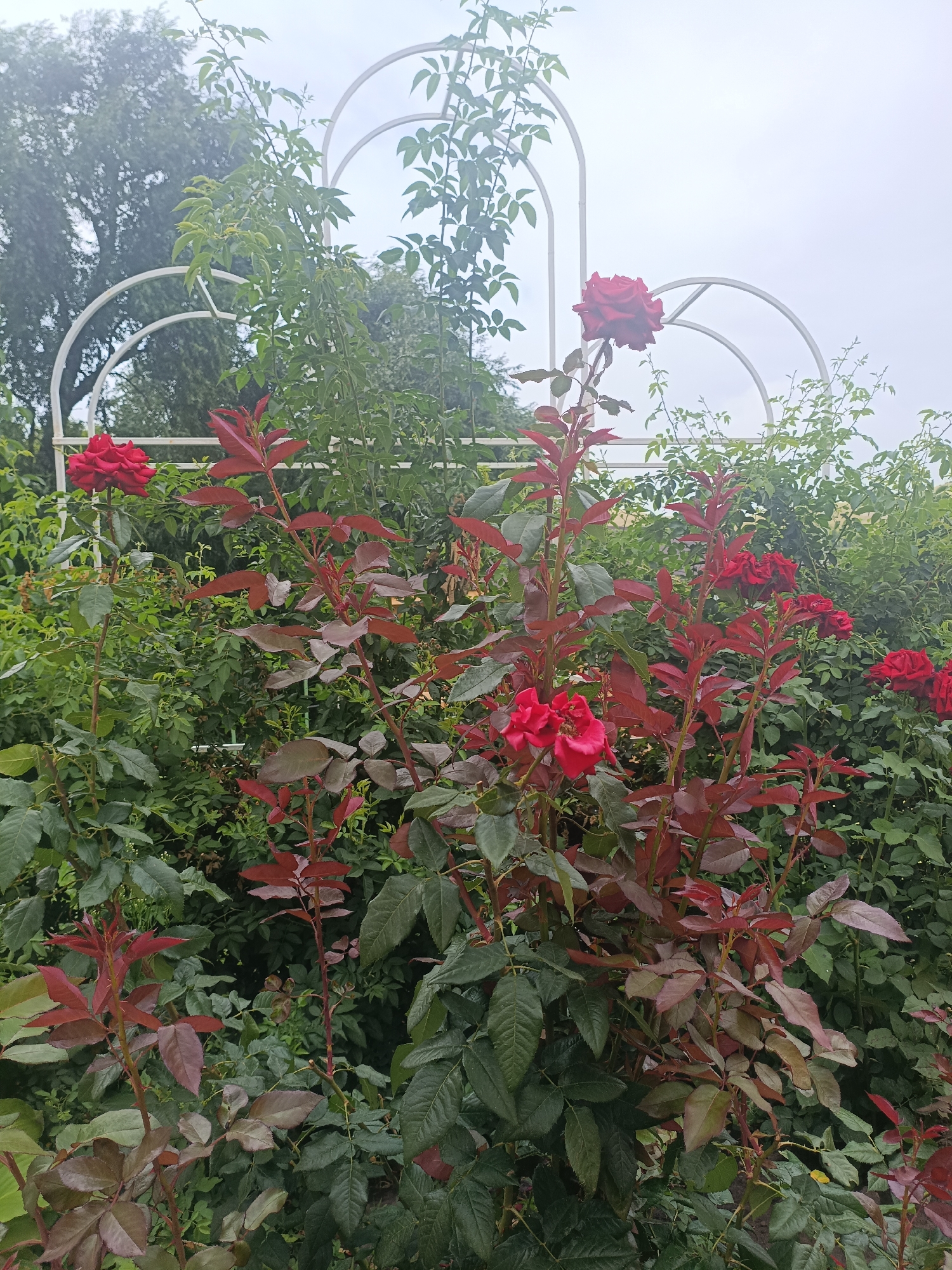 Roses, trophies, and outdoor scenes from a Volsk afternoon