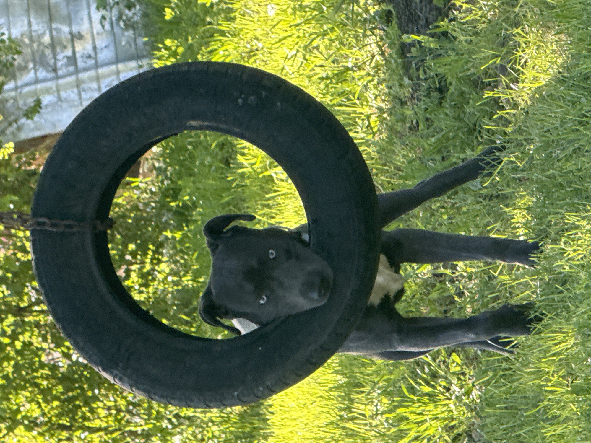 Morning dog sightings documented across Zornitsa, Bulgaria village