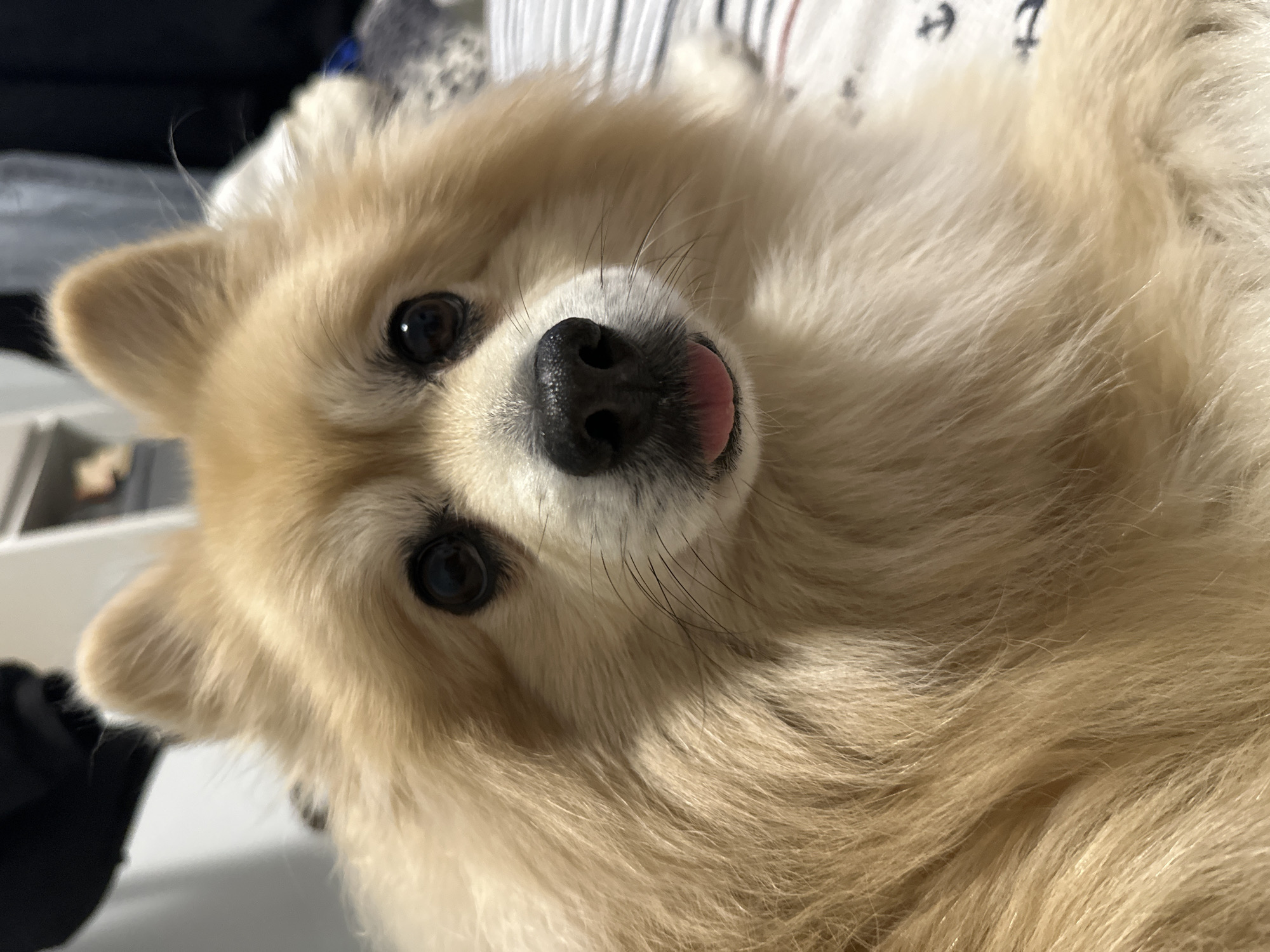 Pomeranian dog photographed in casual indoor moments in Dimitrovgrad