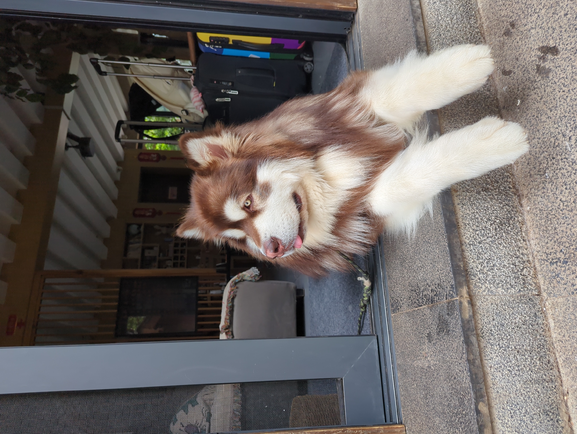 Sled dogs lounging on stone steps in Gucheng's old town